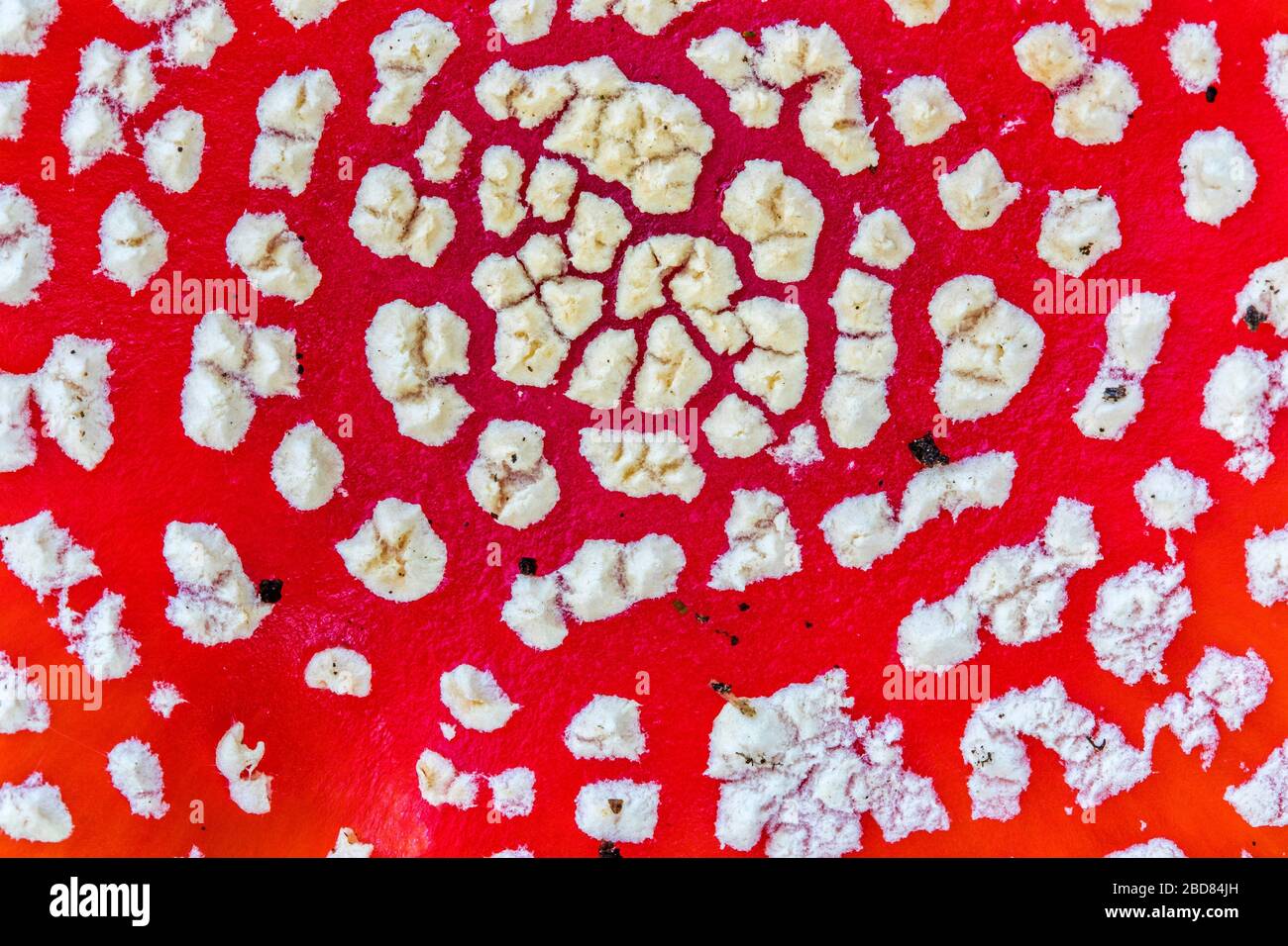 fly agaric (Amanita muscaria), view from above onto the cap, Germany Stock Photo