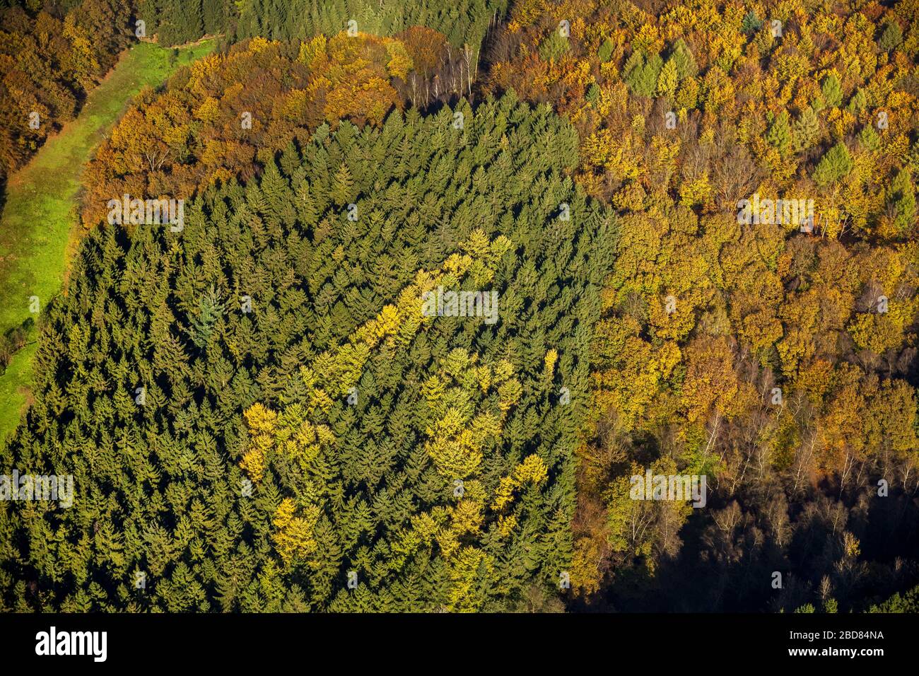 , Autumnal forest in Ennepetal, 28.10.2014, aerial view, Germany, North Rhine-Westphalia, Ruhr Area, Ennepetal Stock Photo