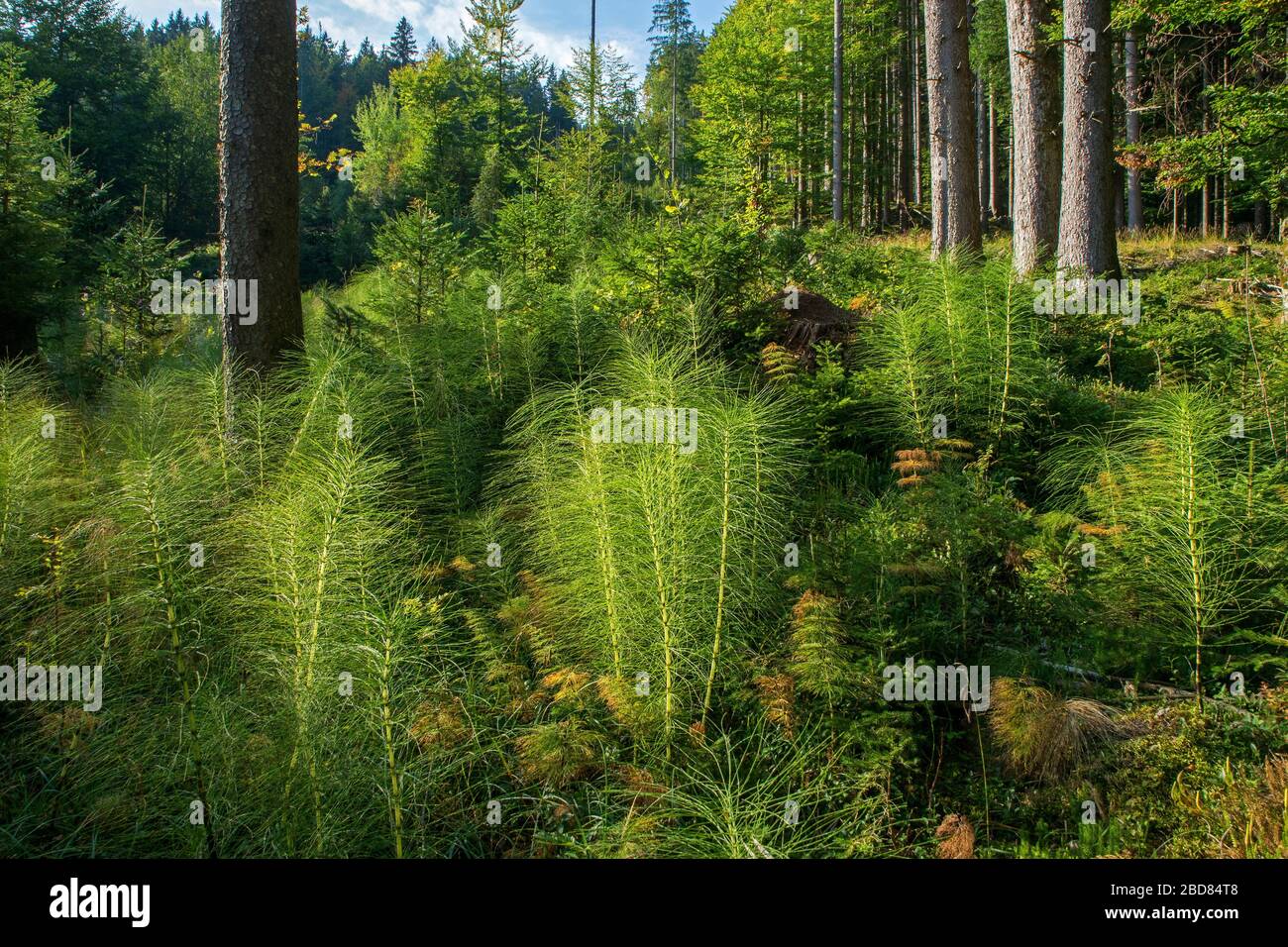 great horsetail (Equisetum telmateia, Equisetum telmateja, Equisetum maximum), autumn forest with great horsetail, Germany, Bavaria, Ammergauer Alpen Stock Photo