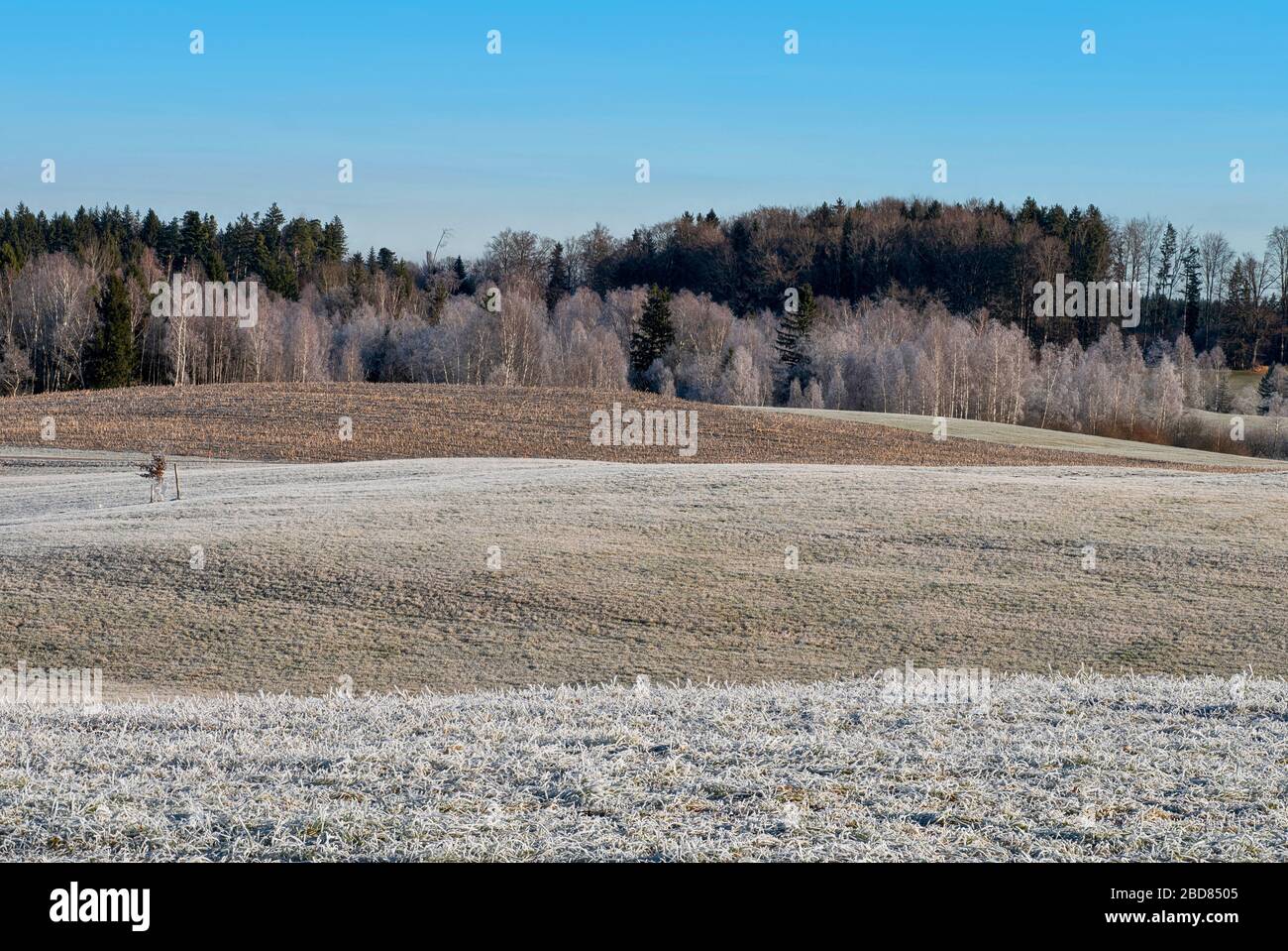 hilly field landscape with hoarfrost near Habach, Murnau, Germany, Bavaria, Oberbayern , Alpenvorland Stock Photo