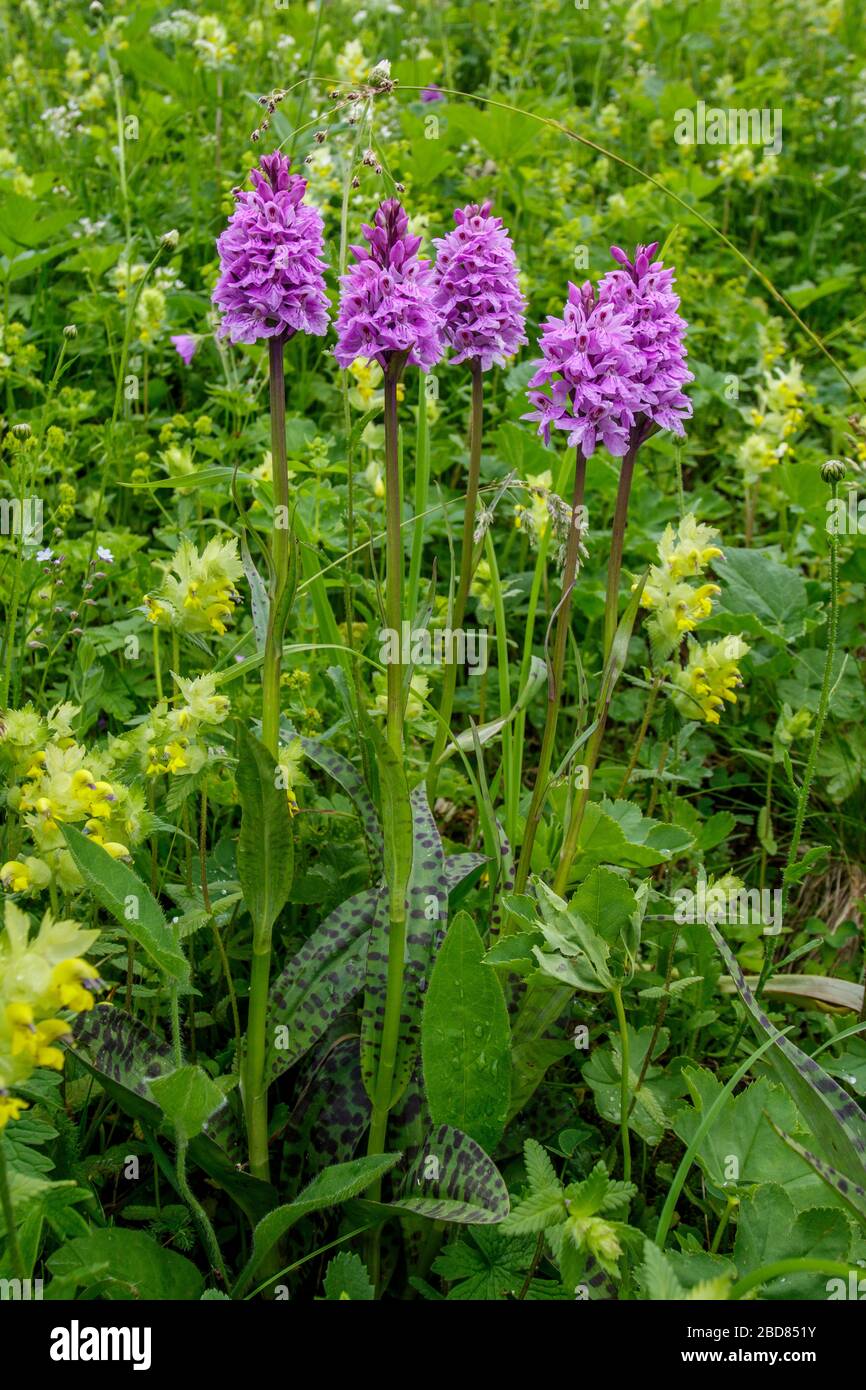 heath spotted orchid (Dactylorhiza maculata s.l.), five blooming plants, Switzerland, Grisons Stock Photo