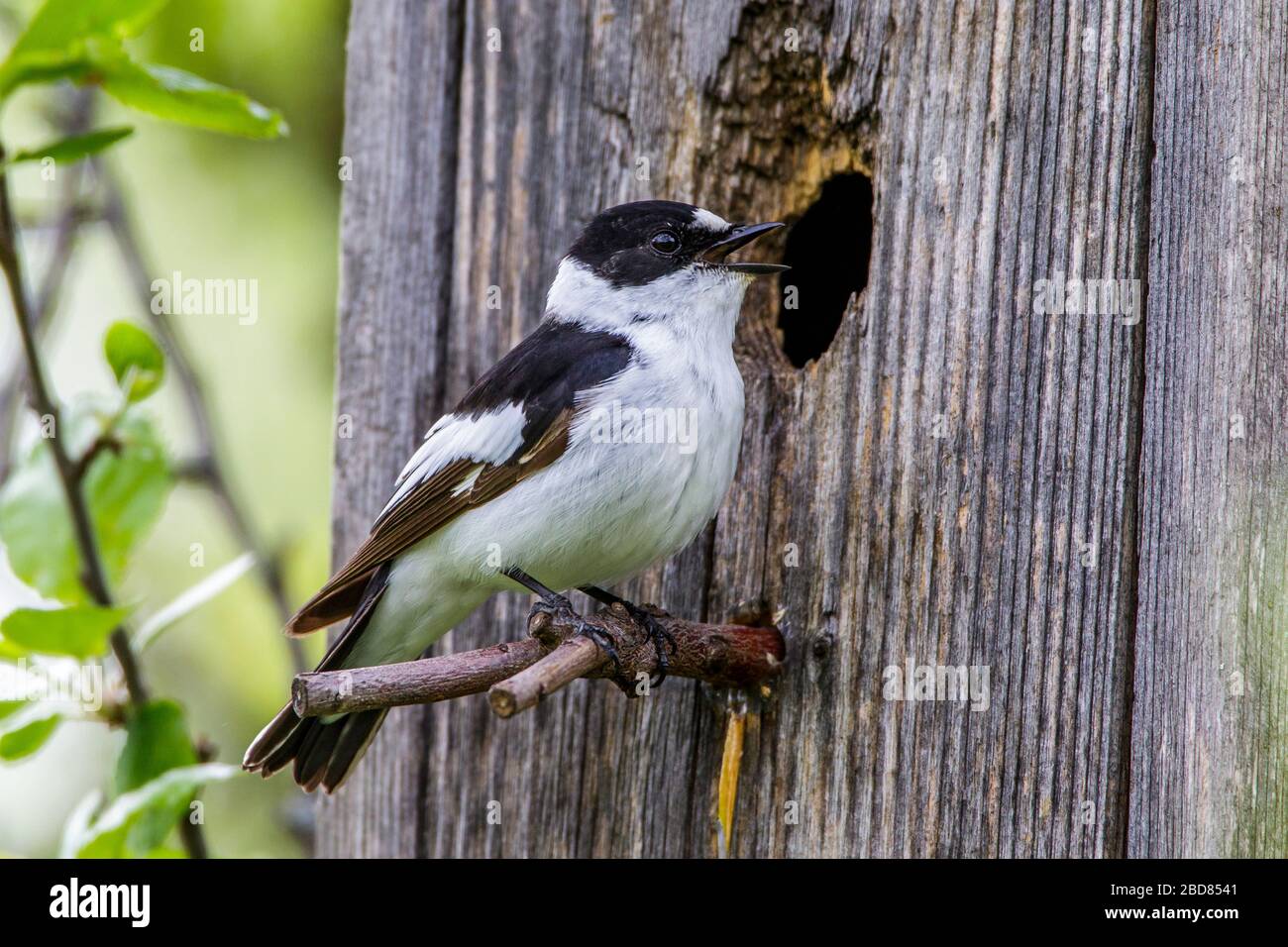 collared flycatcher (Ficedula albicollis), male at nesting box, Germany, Bavaria Stock Photo