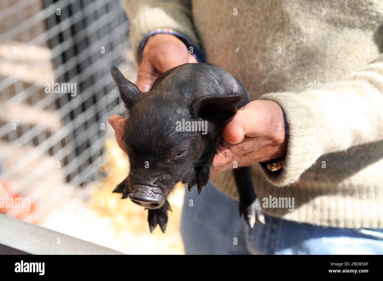 Black Iberian pig (Sus scrofa f. domestica), piglet in the hands of a marketer on a weekly market, front view, Spain, Balearic Islands, Majorca Stock Photo