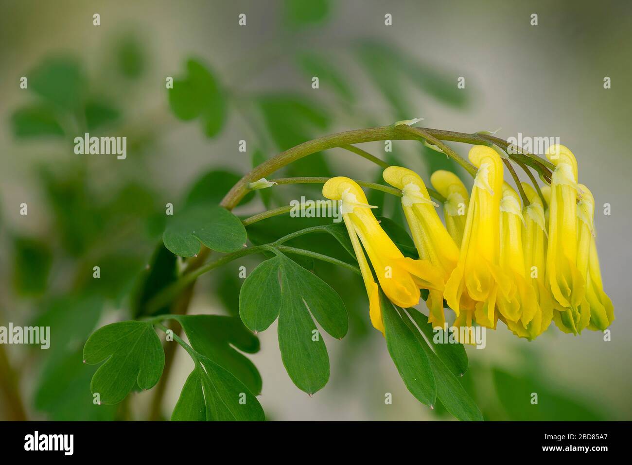 Yellow corydalis (Pseudofumaria lutea, Corydalis lutea), flowers, Germany, Bavaria Stock Photo