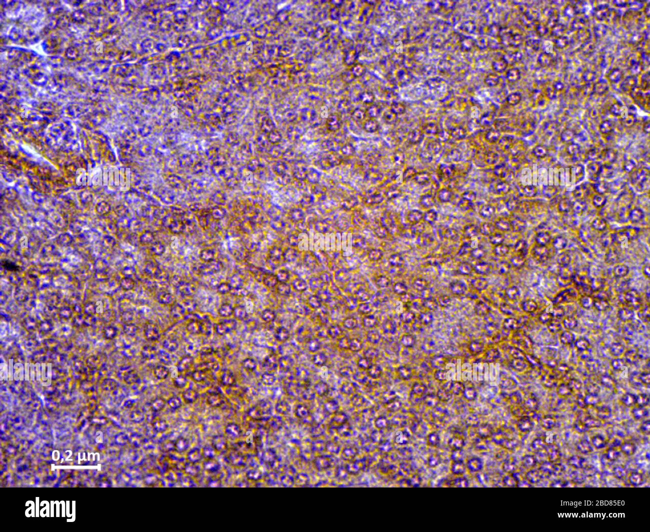 histological cut of tissue of human pancreas, 200x Stock Photo
