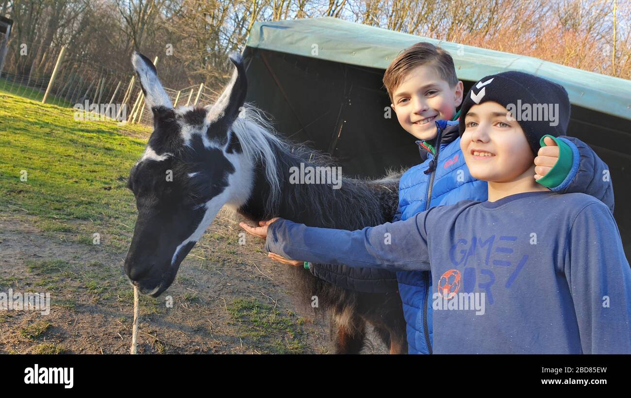 llama (Lama glama), two boys stroking a llama, Germany Stock Photo