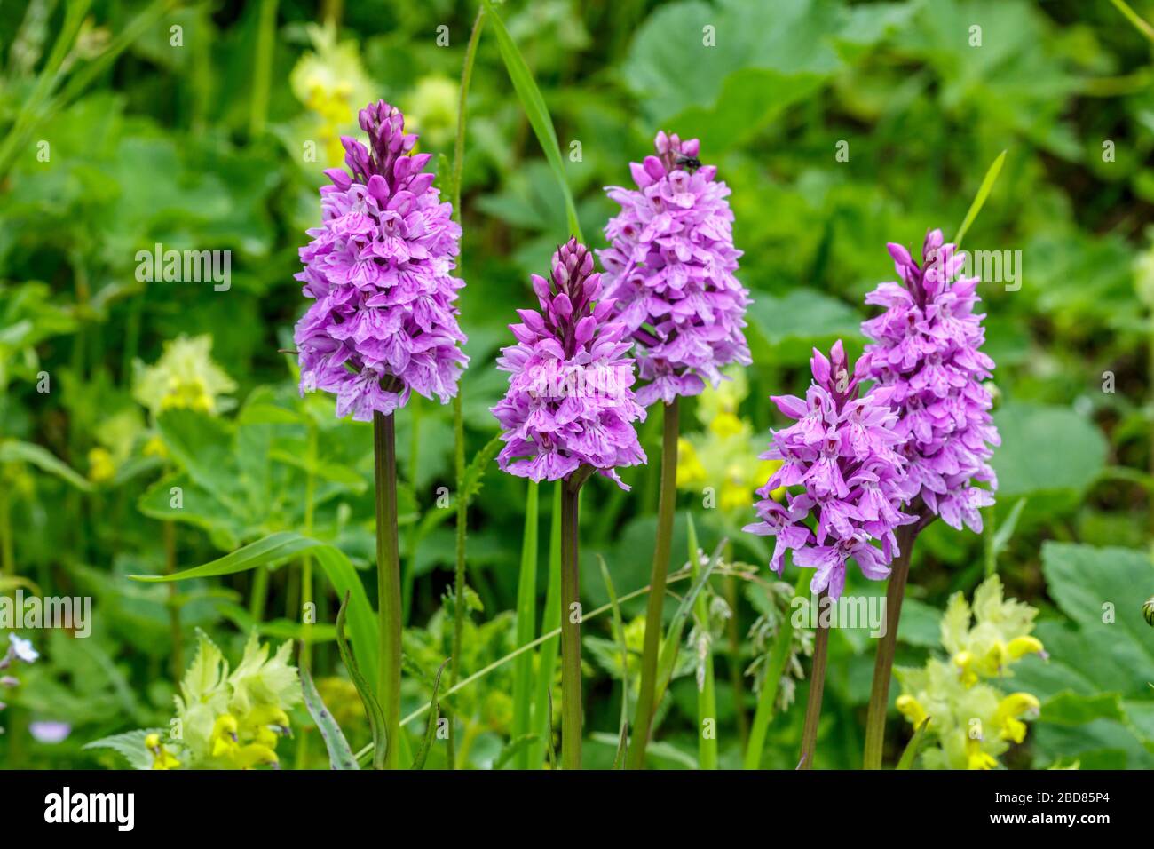 heath spotted orchid (Dactylorhiza maculata s.l.), five blooming plants, Switzerland, Grisons Stock Photo