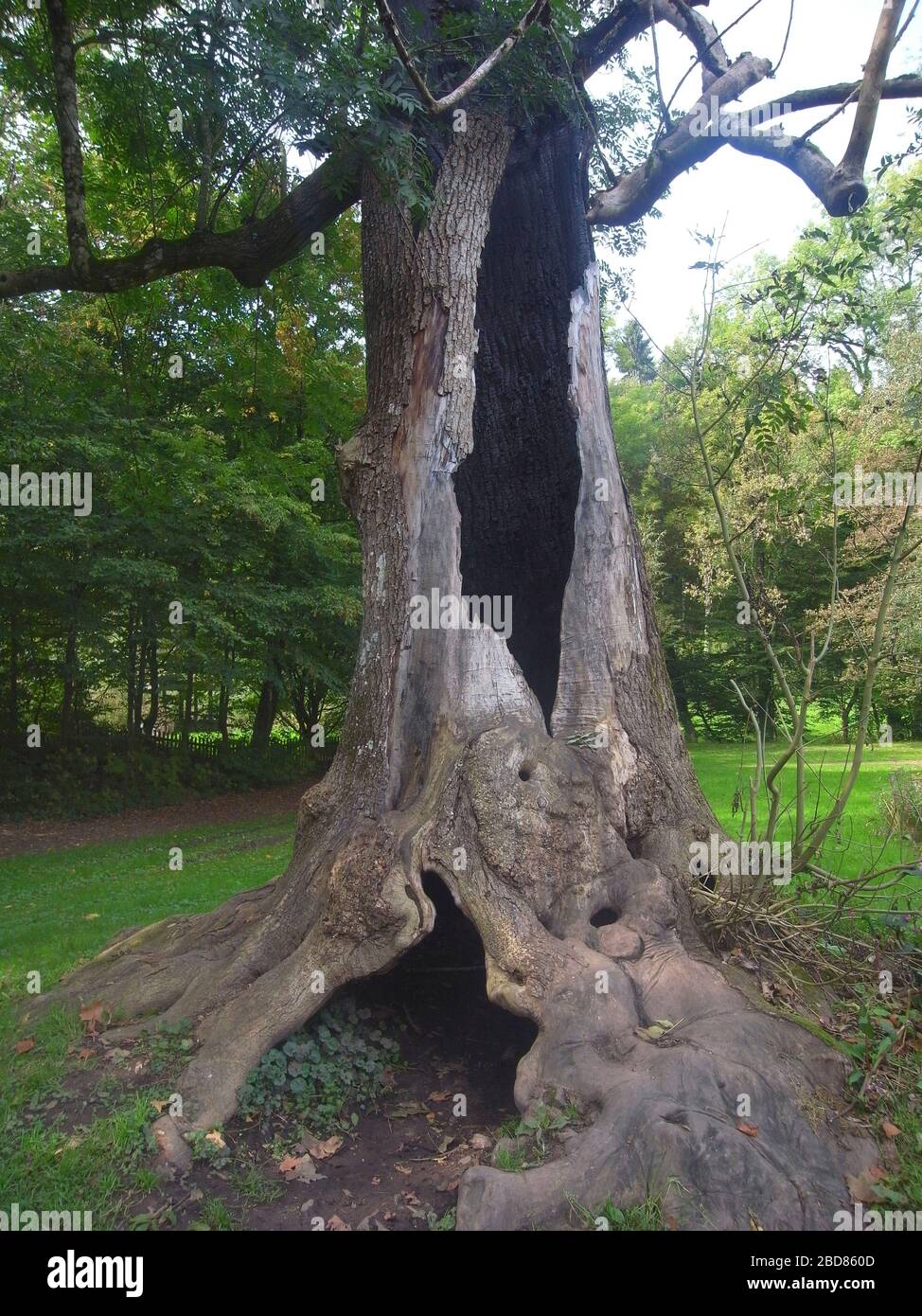 common ash, European ash (Fraxinus excelsior), old tree with hollow ...