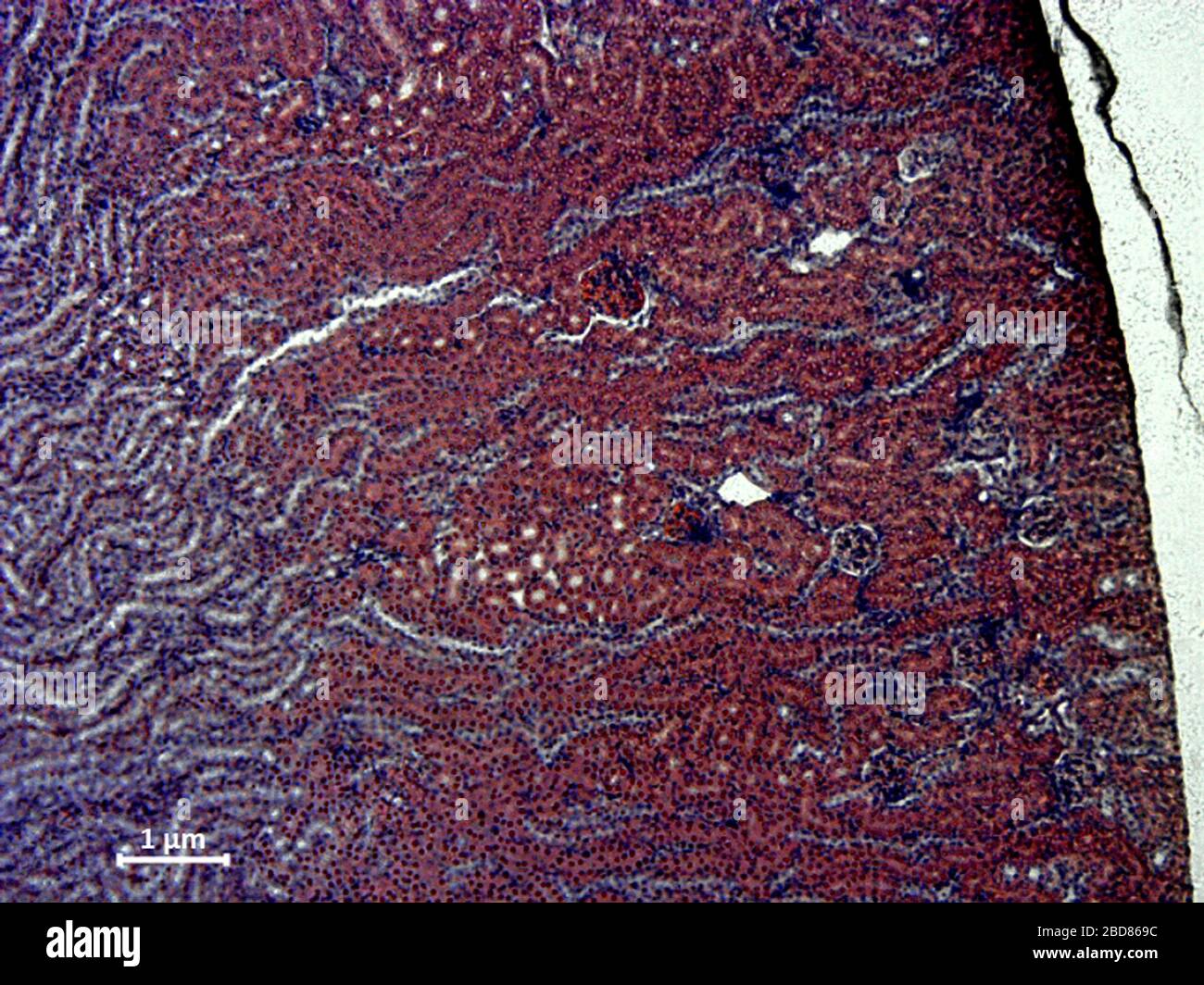 Fancy Rat, Brown rat (Rattus norvegicus domesticus, Rattus norvegicus domestica), histological longitudinal cut of tissue of a kidney of a rat, 500 x Stock Photo