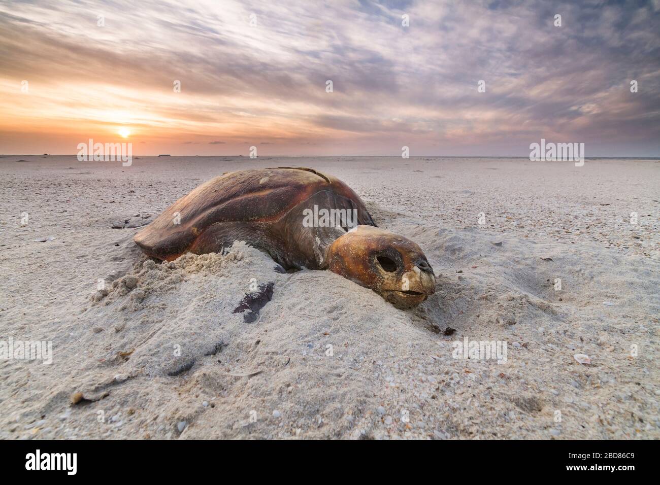 loggerhead sea turtle, loggerhead (Caretta caretta), dead carcass at beach, Oman Stock Photo