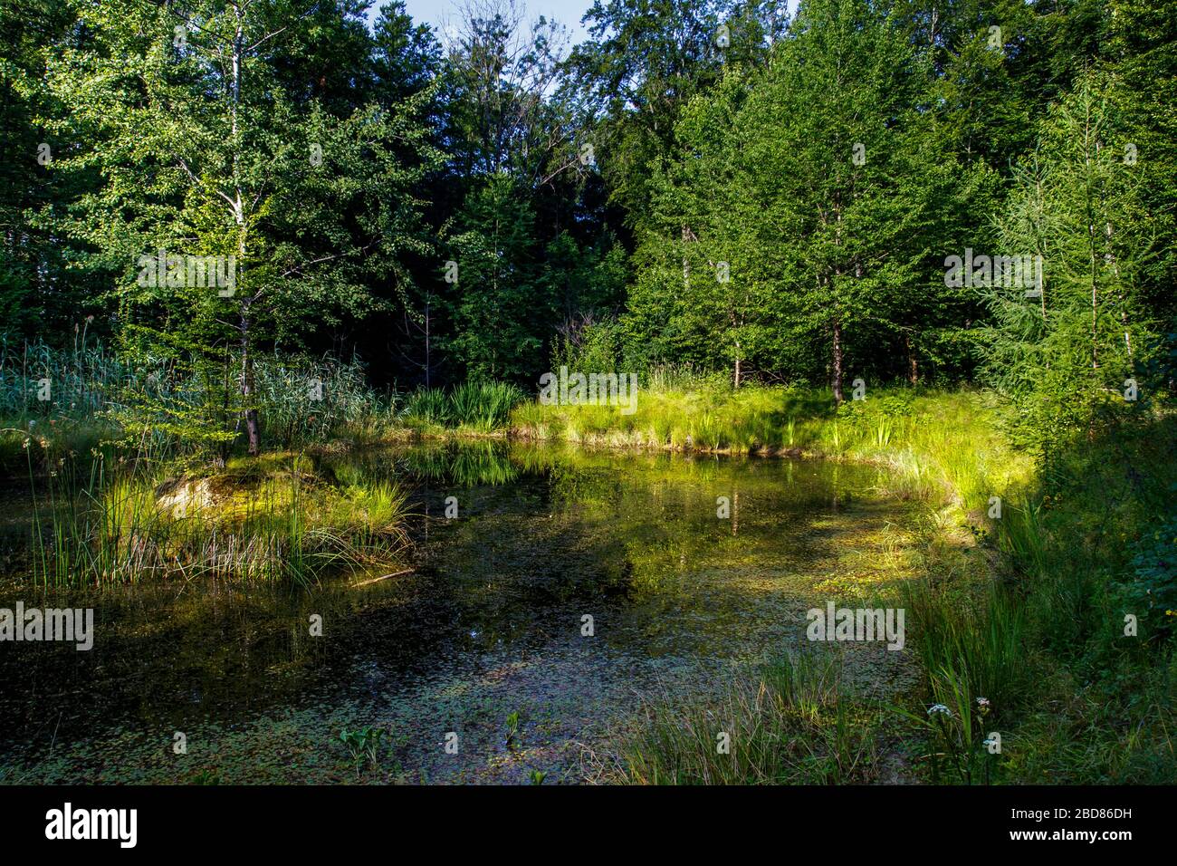 small lake in the nature reserve Rauber-Wiestal, Germany, Baden-Wuerttemberg Stock Photo