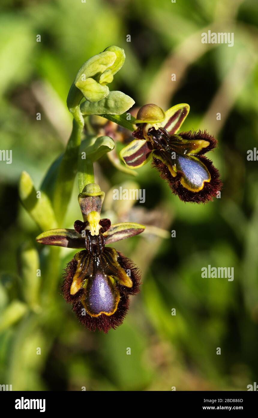 Two flowers of wild Mirror Bee Orchid (Ophrys speculum) over a dark green out of focus natural background. Arrabida Natural Park, Portugal. Stock Photo