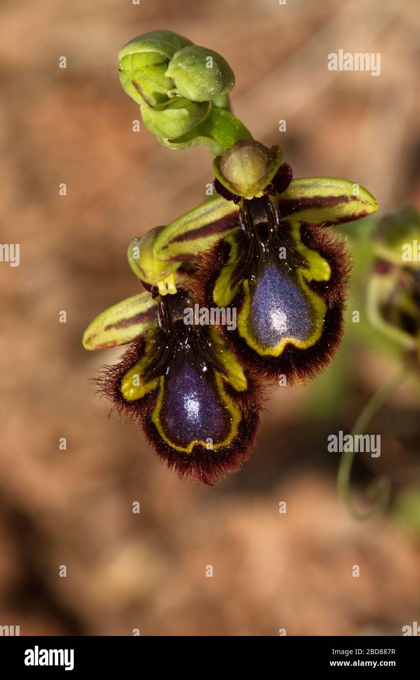 Two flowers of wild Mirror Bee Orchid (Ophrys speculum) over a brown red dirt out of focus natural background. Arrabida Natural Park, Portugal. Stock Photo