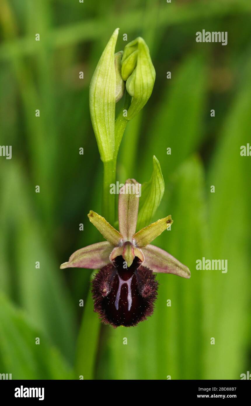 Single flower and buds of wild Early Spider Orchid (Ophrys sphegodes subspecies Atrata aka Ophrys incubacea) over an out of focus green background. Ar Stock Photo