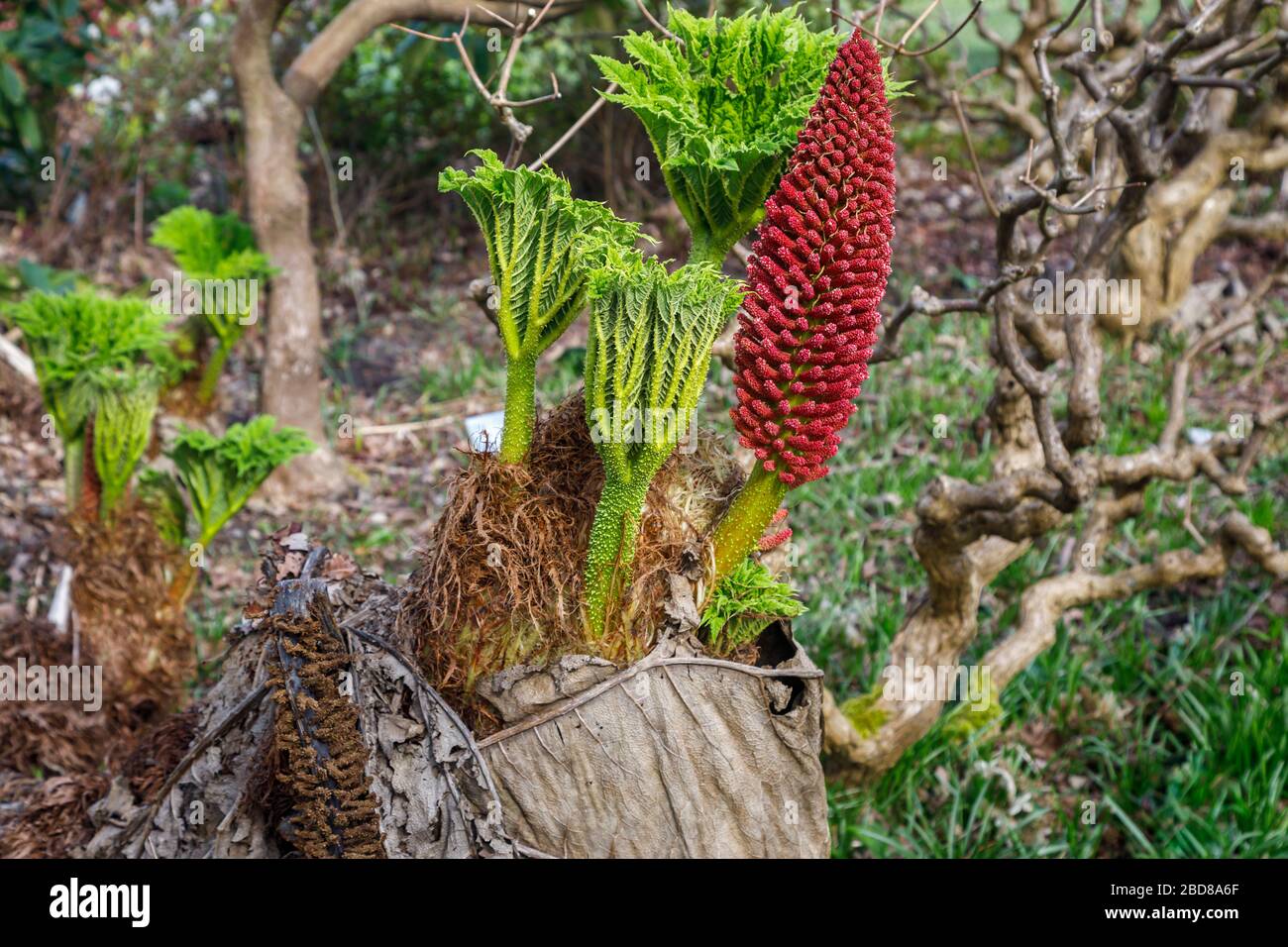 Gunnera tinctoria, the giant rhubarb or Chilean rhubarb, native to southern Chile and Argentina, in the RHS Garden, Wisley, Surrey in spring Stock Photo