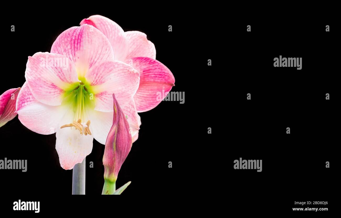 Spring Blossoms of a Pink Amaryllis Flower Isolated on a Black Background Stock Photo