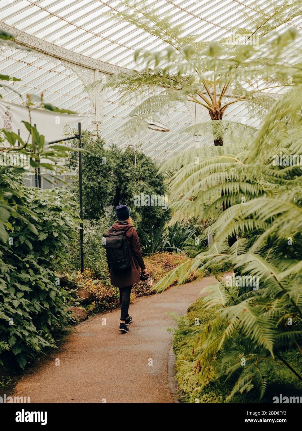 Woman wandering through Kibble Palace Botanic Gardens Stock Photo