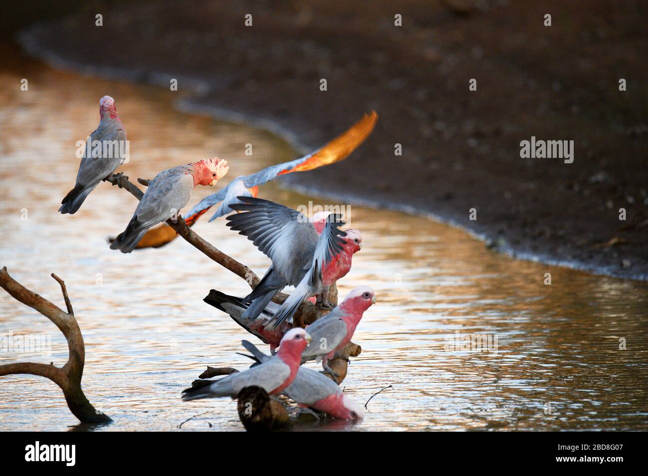 Galahs in the Sturt National Park with golden reflection under wing Stock Photo