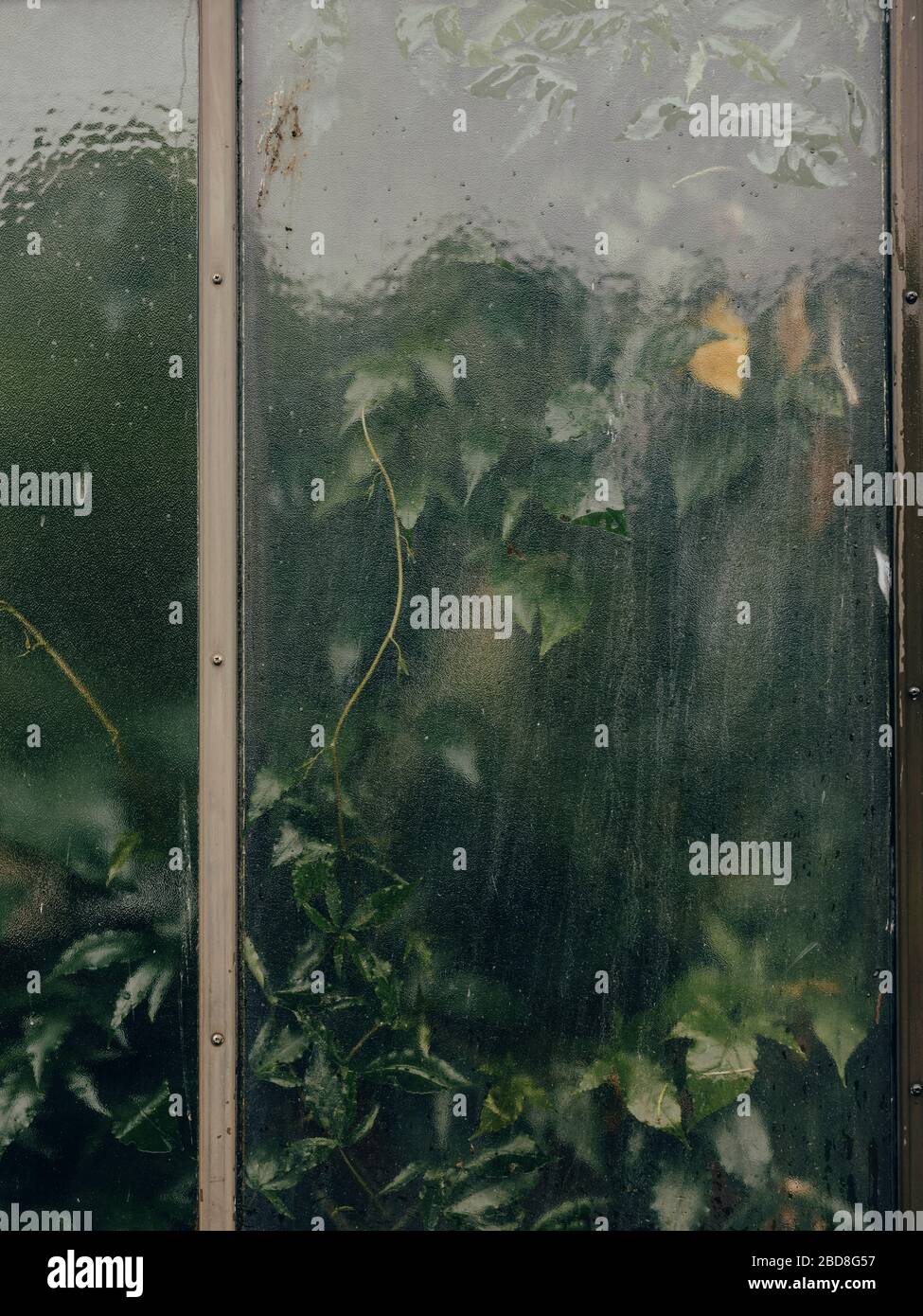 Vine plant behind glass window Stock Photo