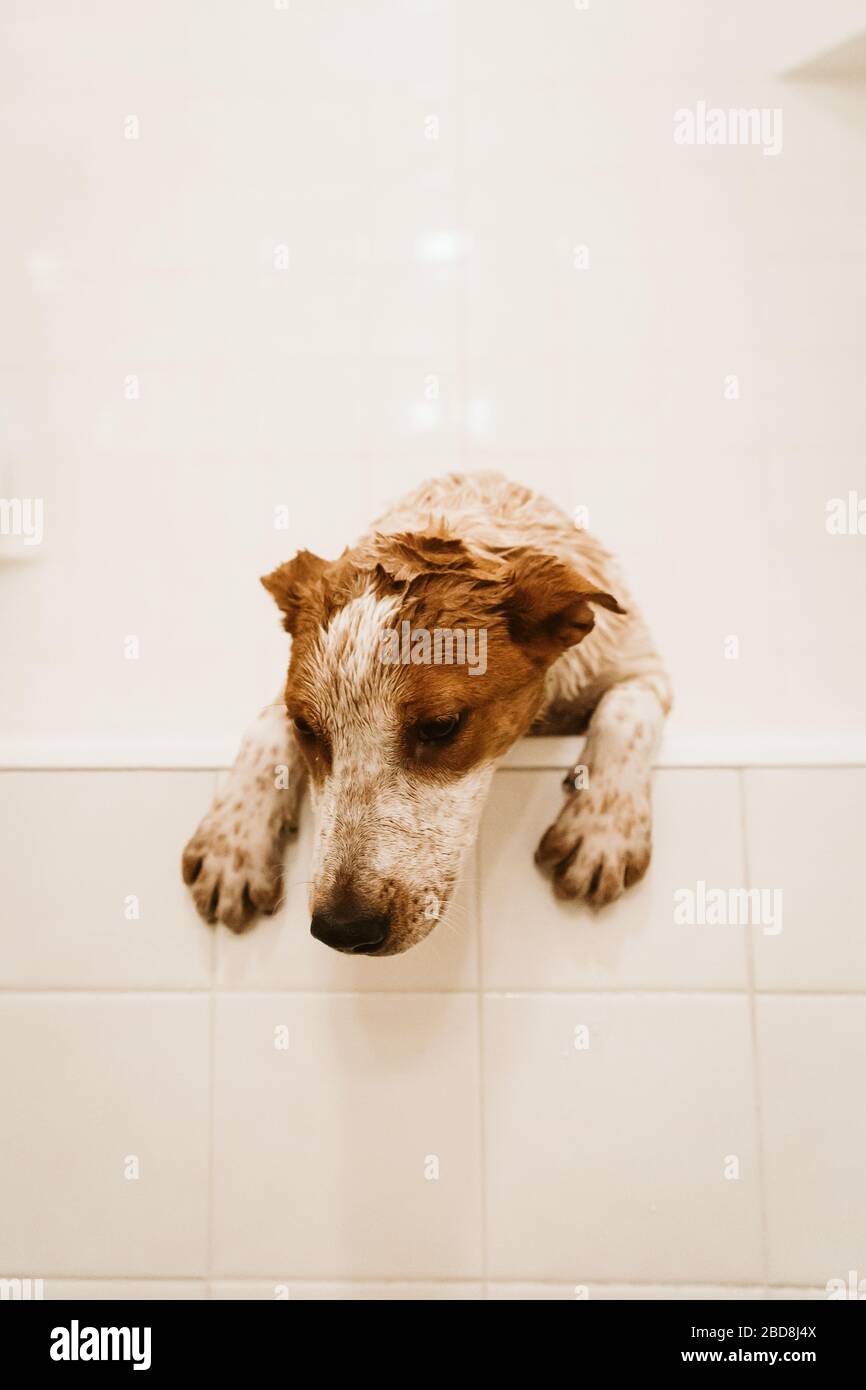 6 month old wet and dirty mutt puppy tries to escape bath time Stock Photo