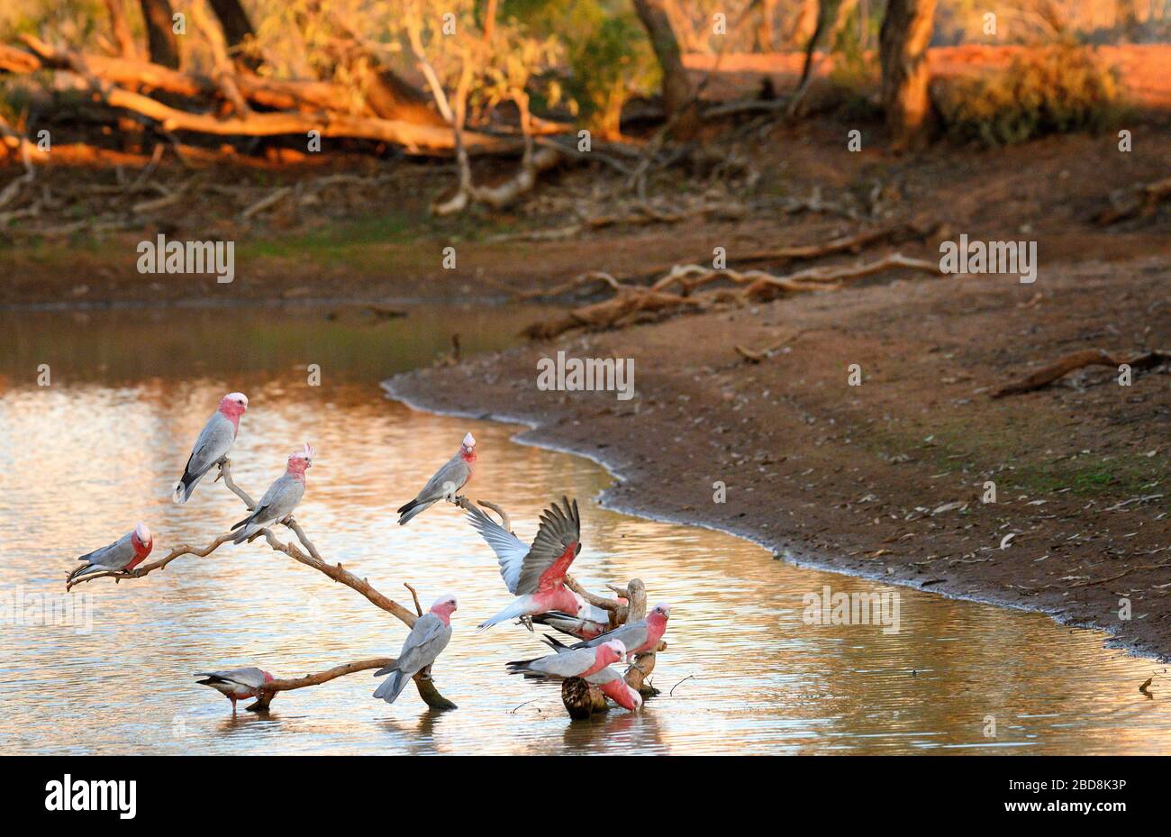 Galahs in the Sturt National Park Stock Photo