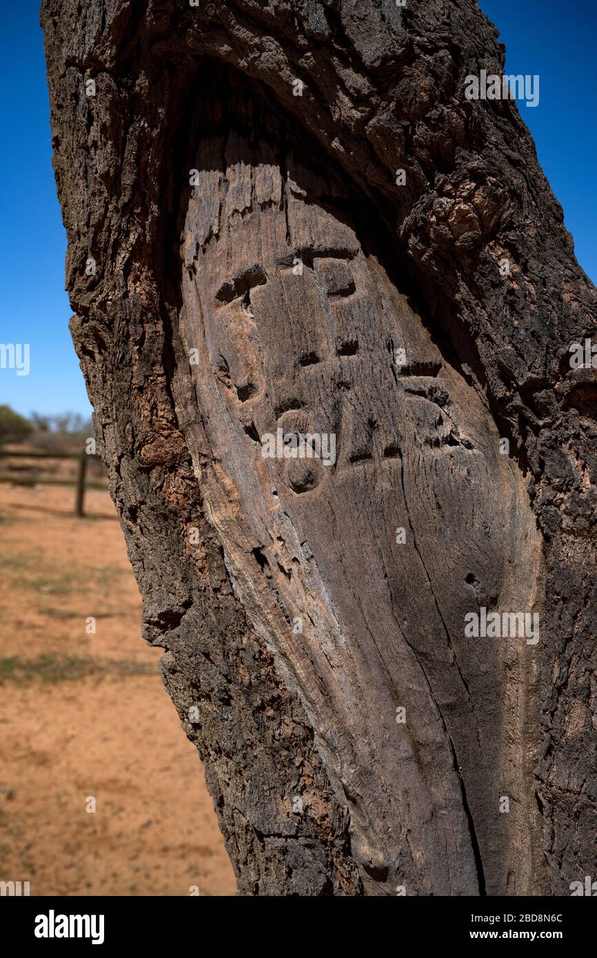 James Poole initials and date of death carved into tree at grave site. Milparinka, NSW, Australia Stock Photo