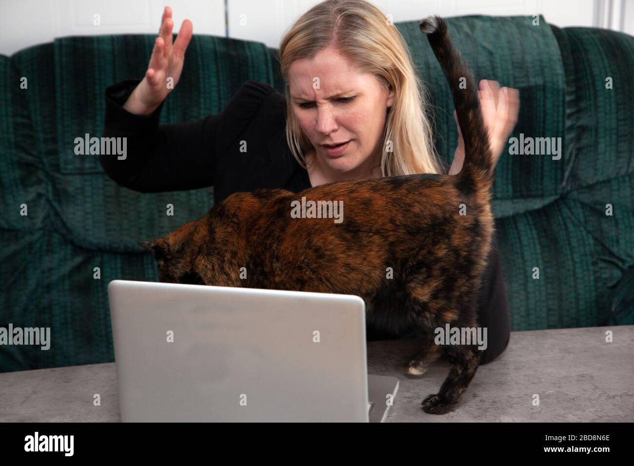 a cat on the laptop disturbs someone working from home Stock Photo