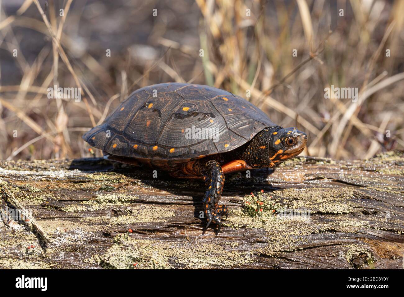 Spotted turtle basking on a log - Clemmys guttata Stock Photo