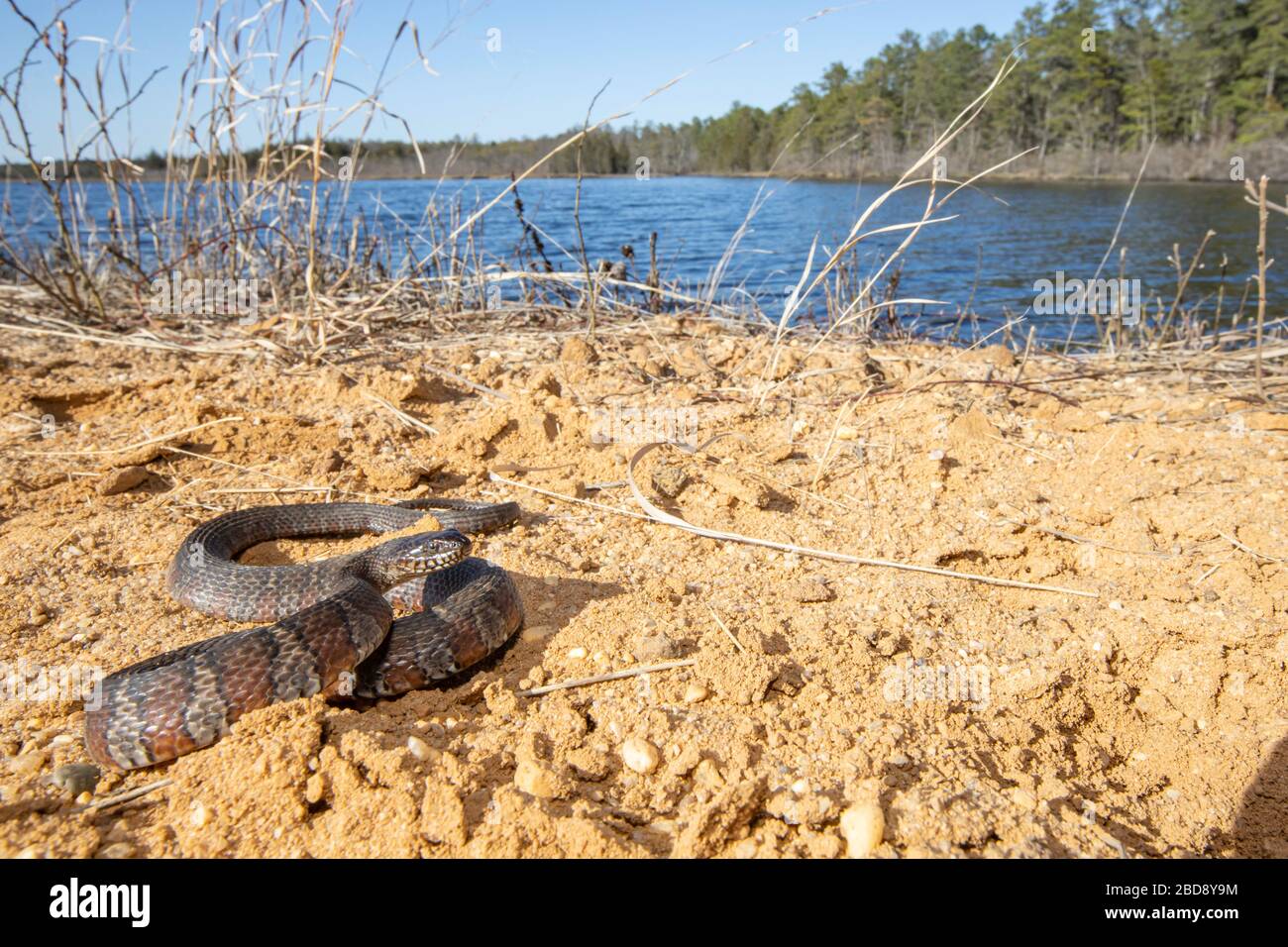 Northern pine snake hires stock photography and images Alamy