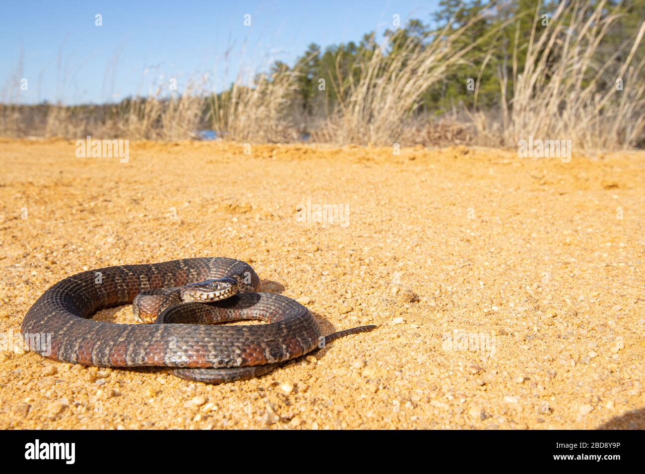 Northern pine snake hires stock photography and images Alamy