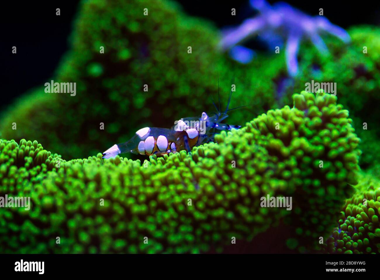 White Spot Anemone Shrimp - (Periclimenes brevicarpalis) Stock Photo