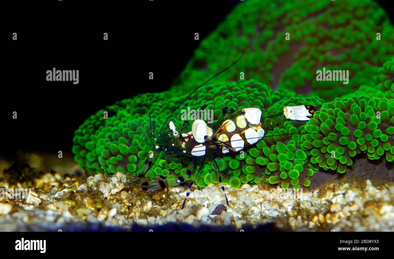 White Spot Anemone Shrimp - (Periclimenes brevicarpalis) Stock Photo