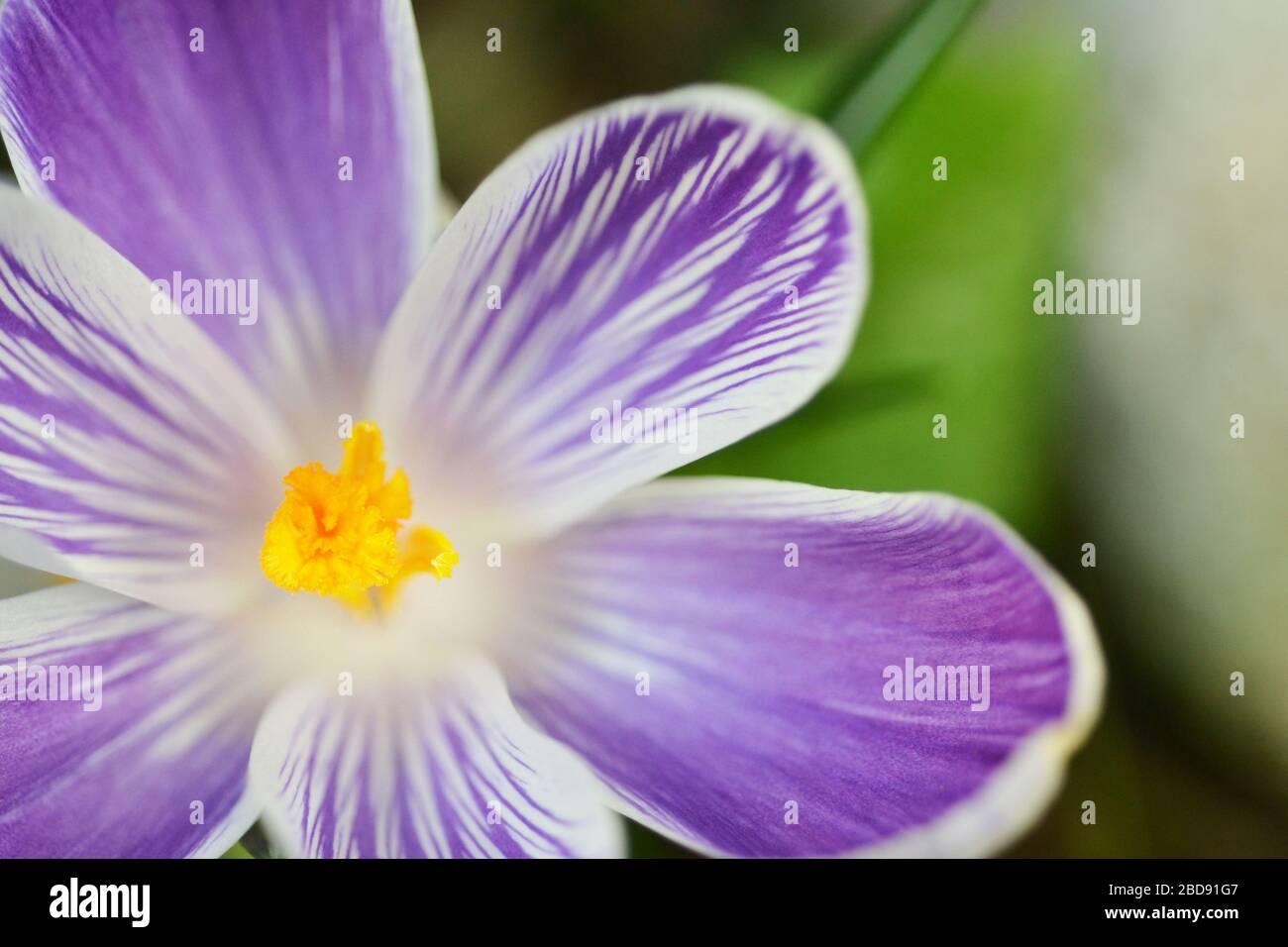 Purple and white striped flower hi-res stock photography and images - Alamy