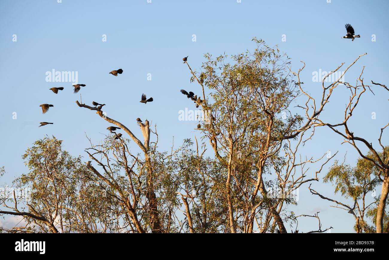 Magpie chasing a flock of what l think are Little Woodswallow, int he Sturt National Park Stock Photo