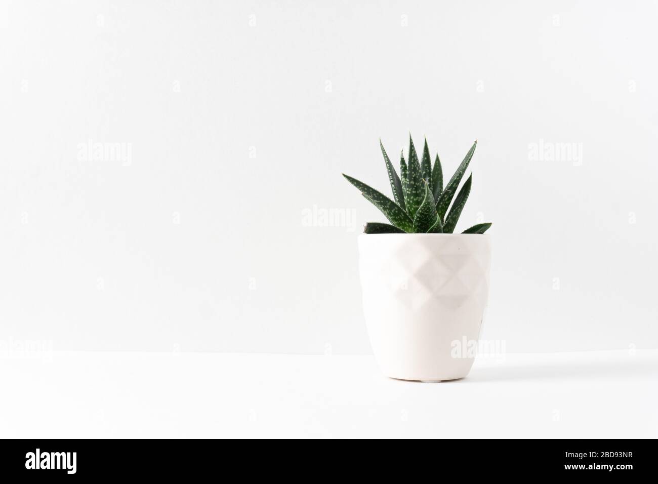 Green succulent houseplant in a white vase on the right side of  a white table with copy space; landscape view Stock Photo
