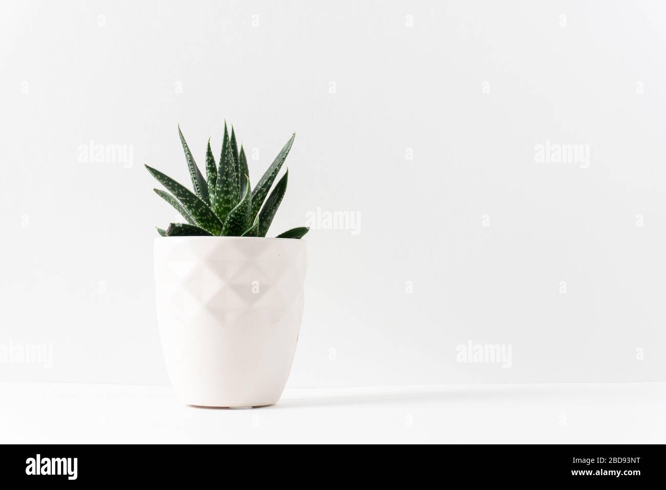 Green succulent houseplant in a white vase on the left side of  a white table with copy space; landscape Stock Photo