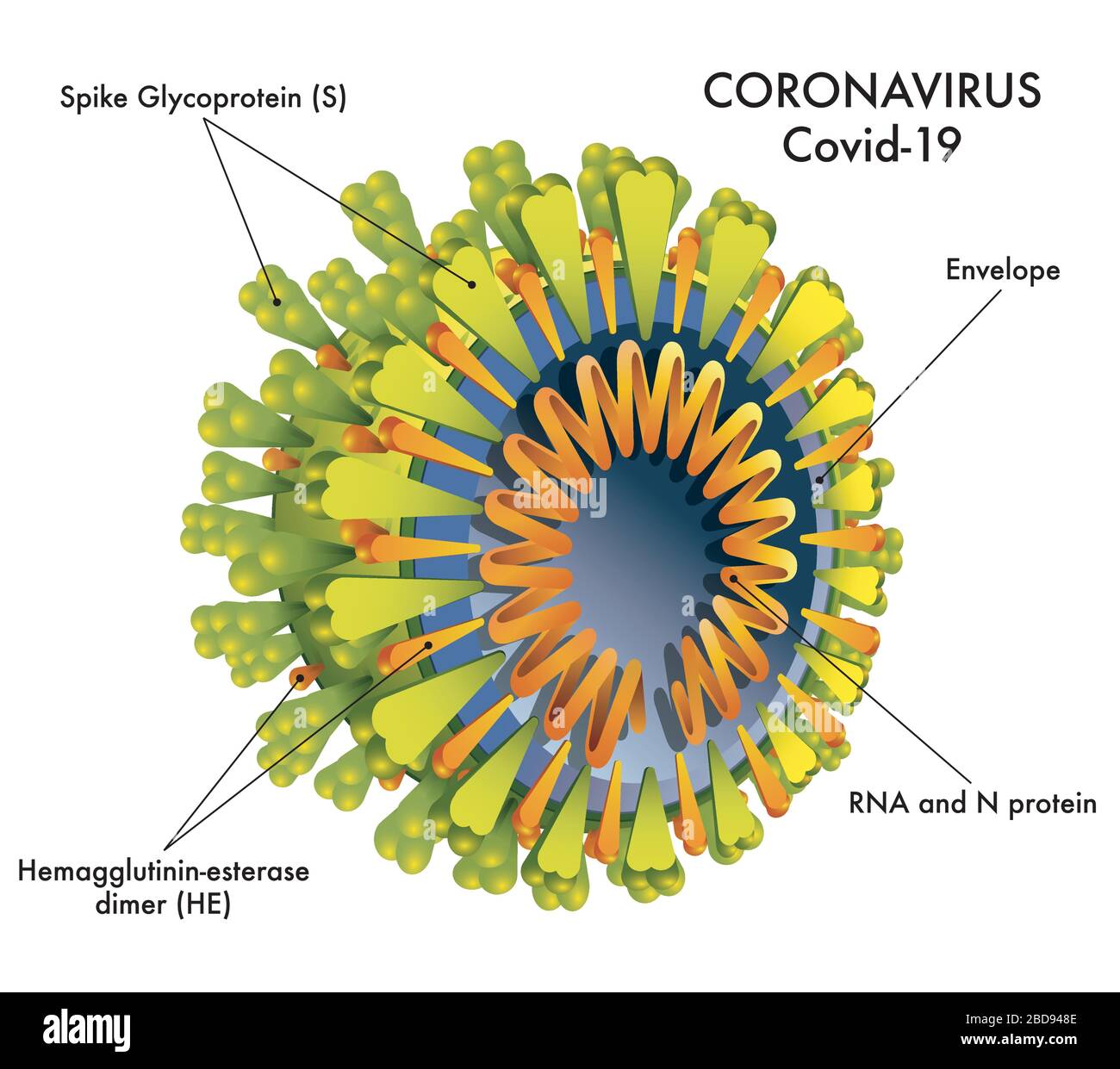 Medical illustration of the Coronavirus structure (covid-19) Stock Vector