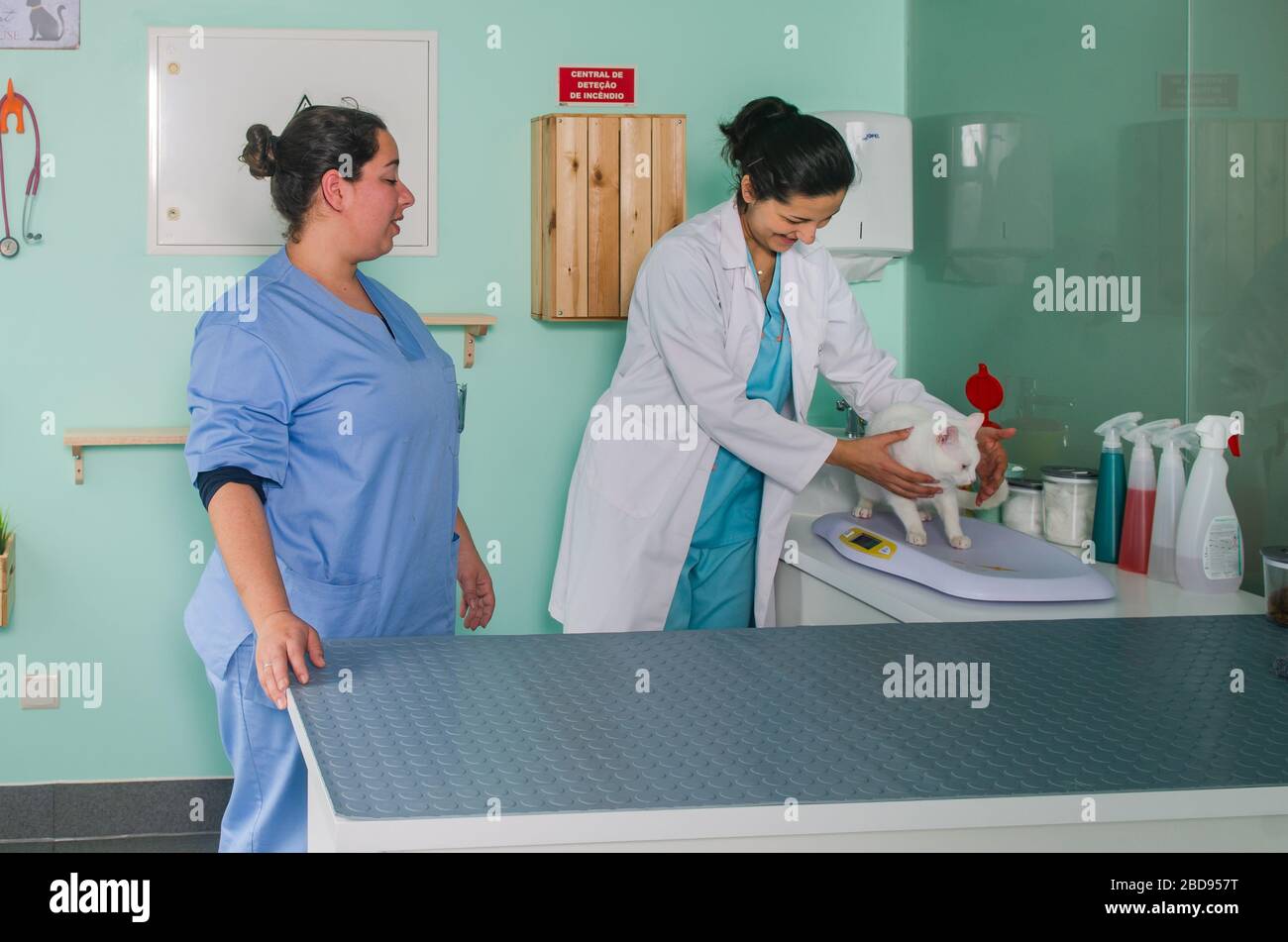 Veterinary doctor examining a cat in the office Stock Photo