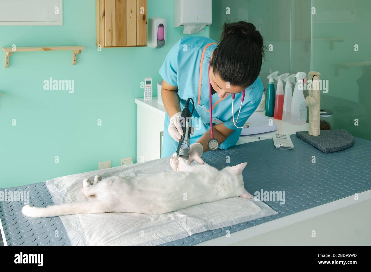 Doctors shearing a cattle to administer serum. Preparing animal for surgery Stock Photo
