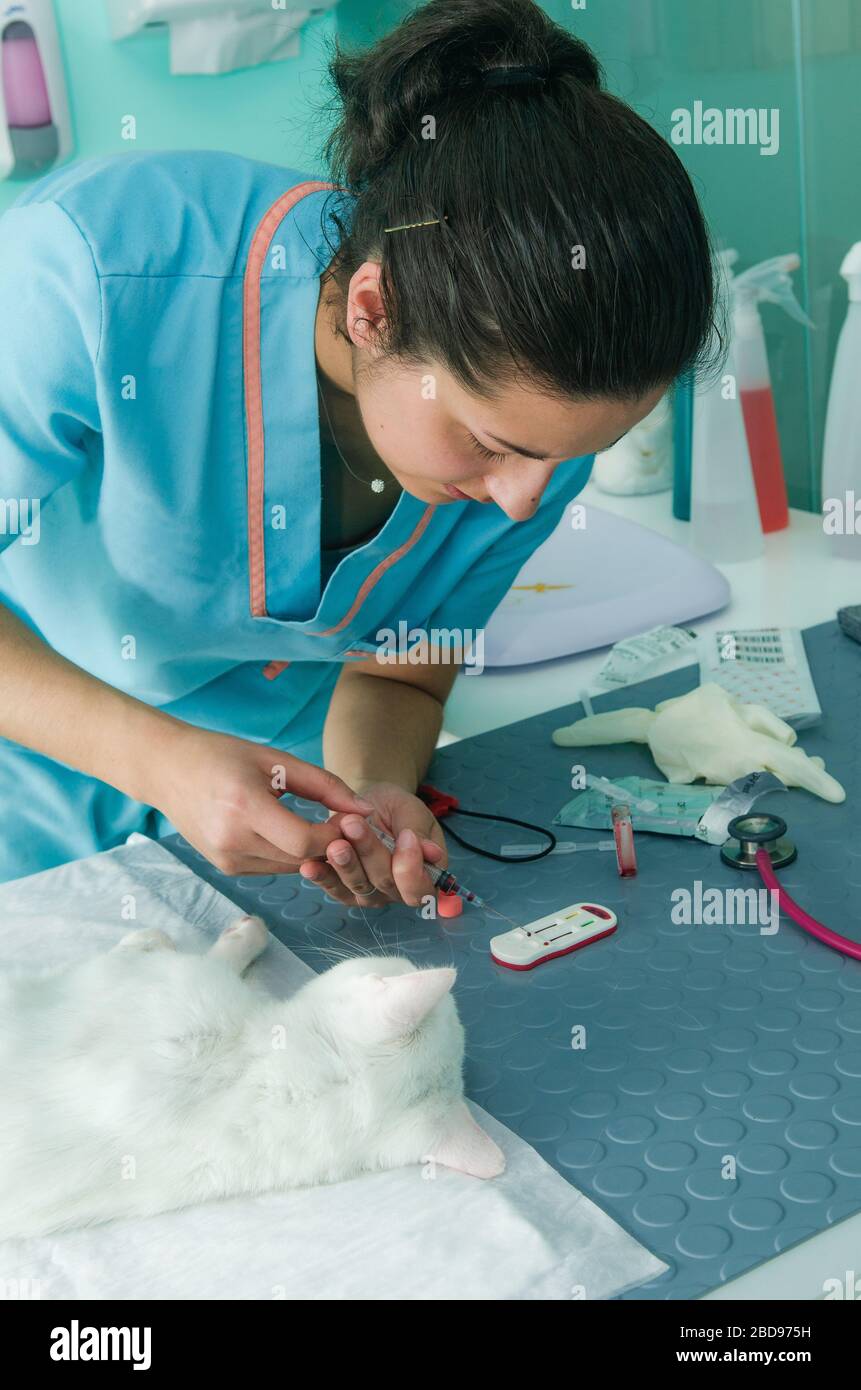 Veterinary doctor collects and analyzes a cat's blood sample Stock Photo
