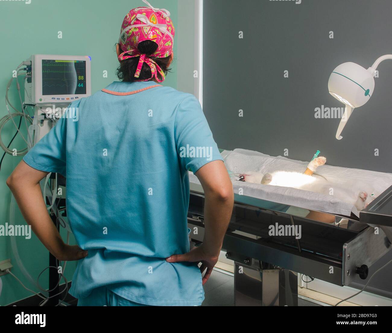 Veterinary doctor analyzes and monitors a cat's heartbeat before surgery Stock Photo
