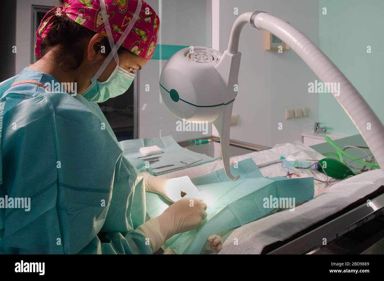 Veterinary doctor doing surgery to neuter a cat Stock Photo Alamy