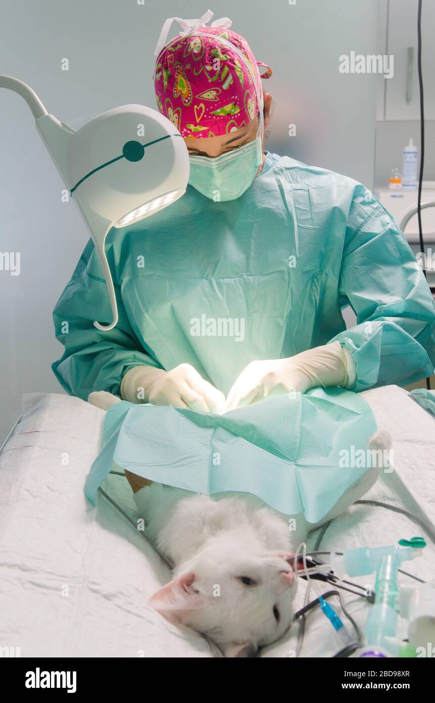 Veterinary doctor doing surgery to neuter a cat Stock Photo Alamy