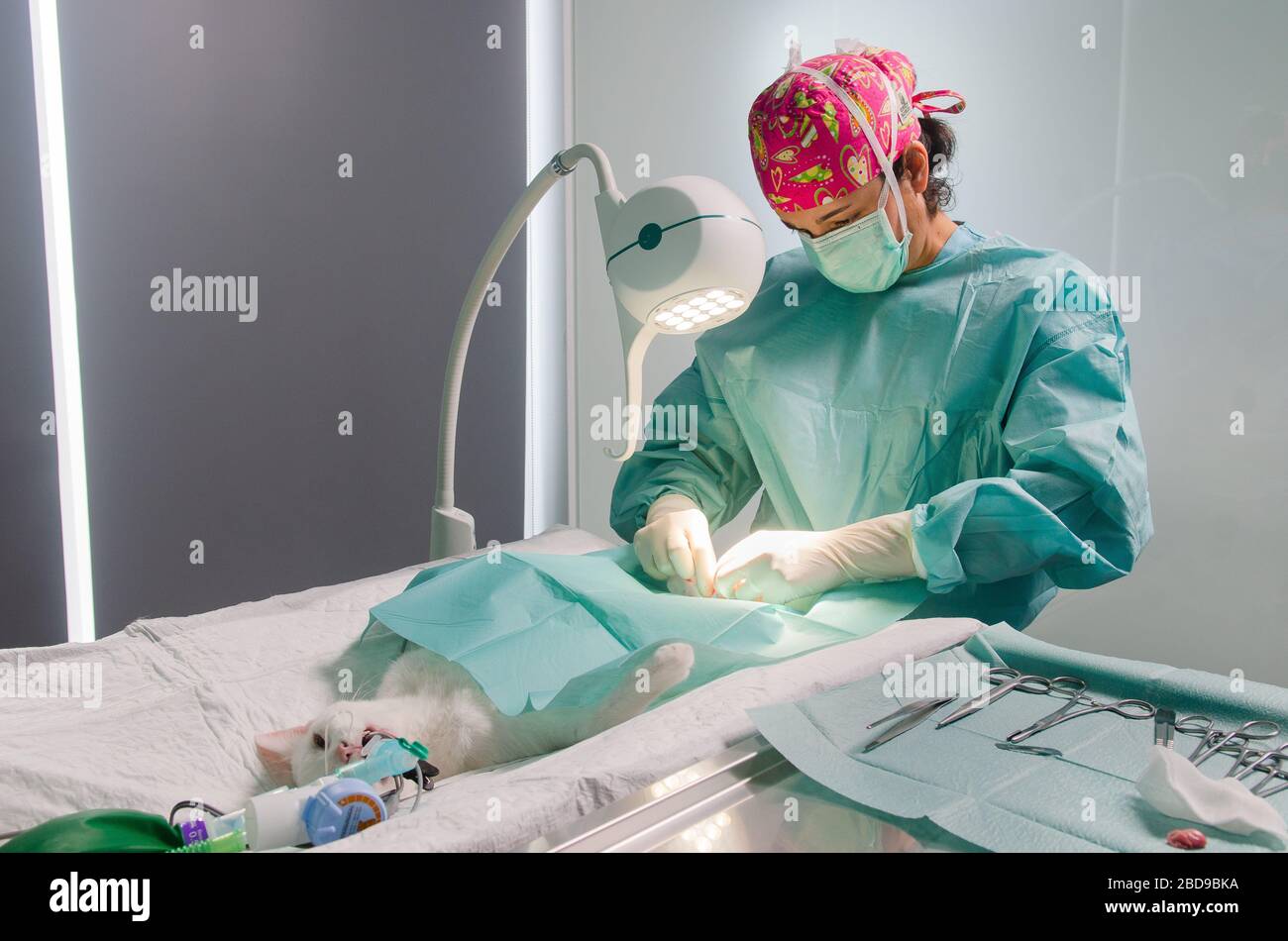 Veterinary doctor doing surgery to neuter a cat Stock Photo