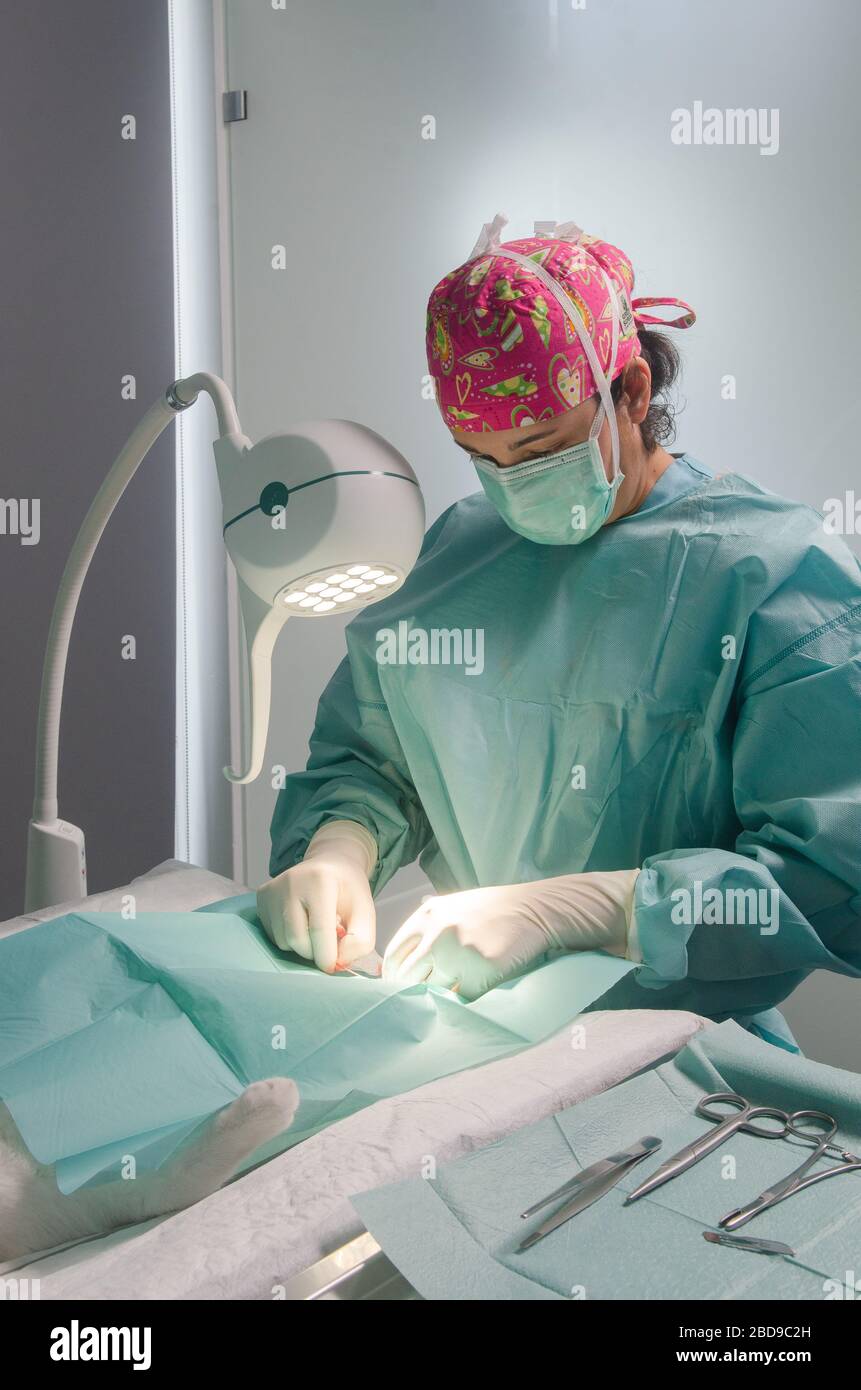 Veterinary doctor doing surgery to neuter a cat Stock Photo