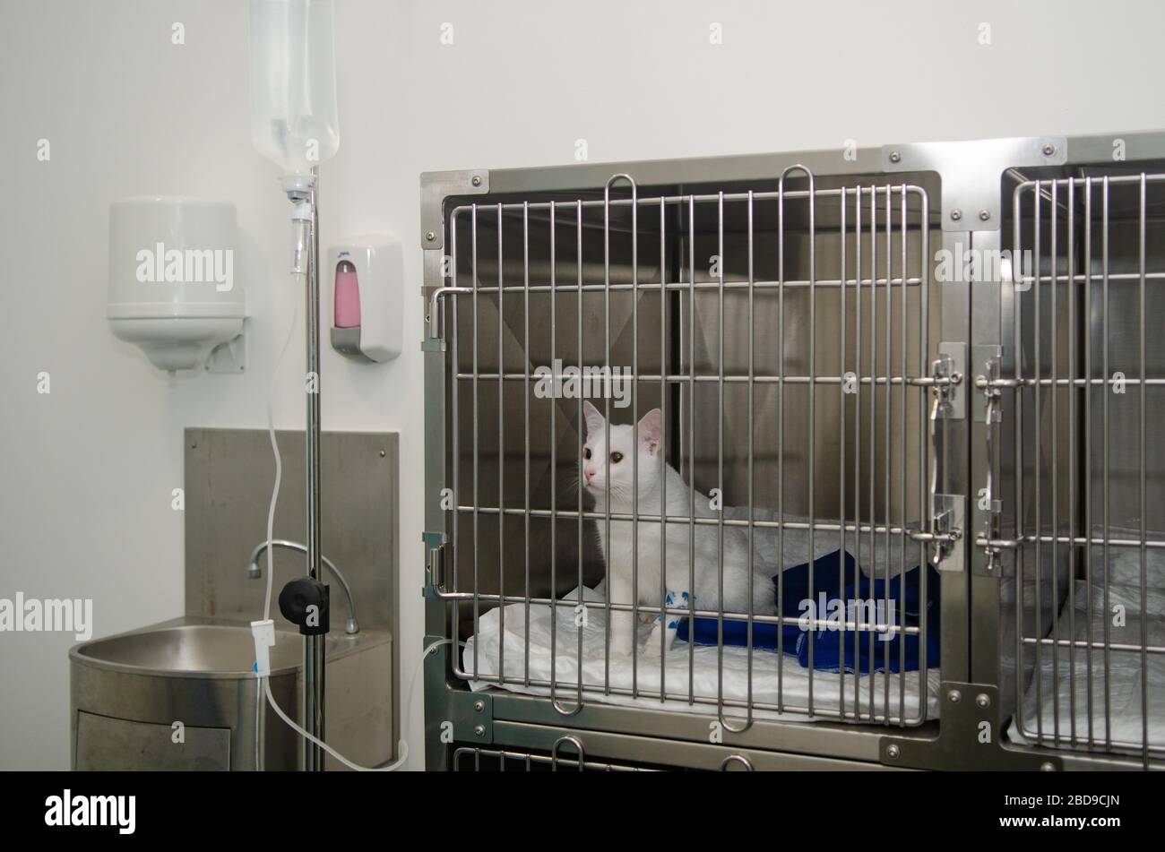 Cat resting after veterinary medical intervention Stock Photo