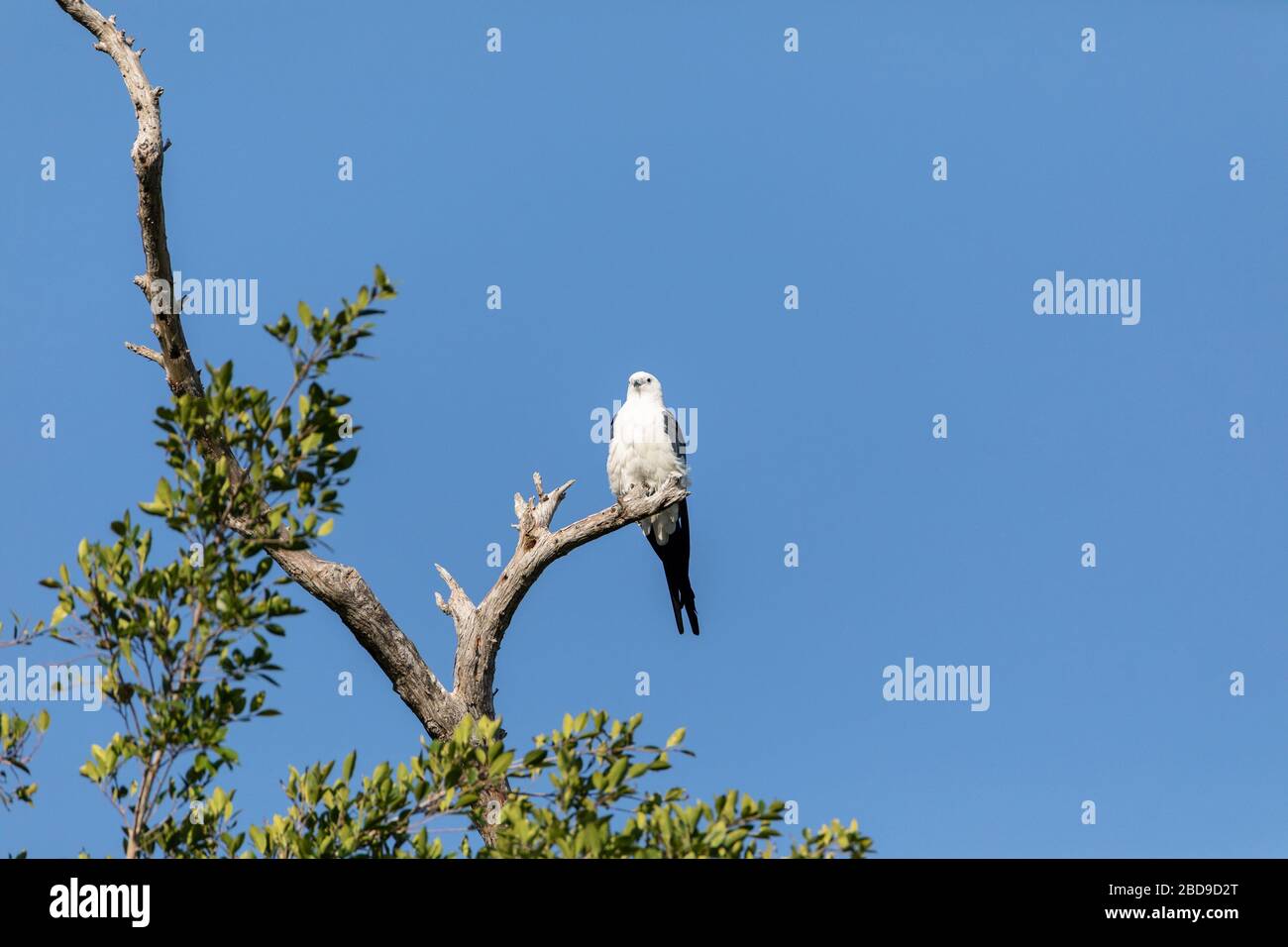 White and grey male swallowtailed kite Elanoides forficatus perches on
