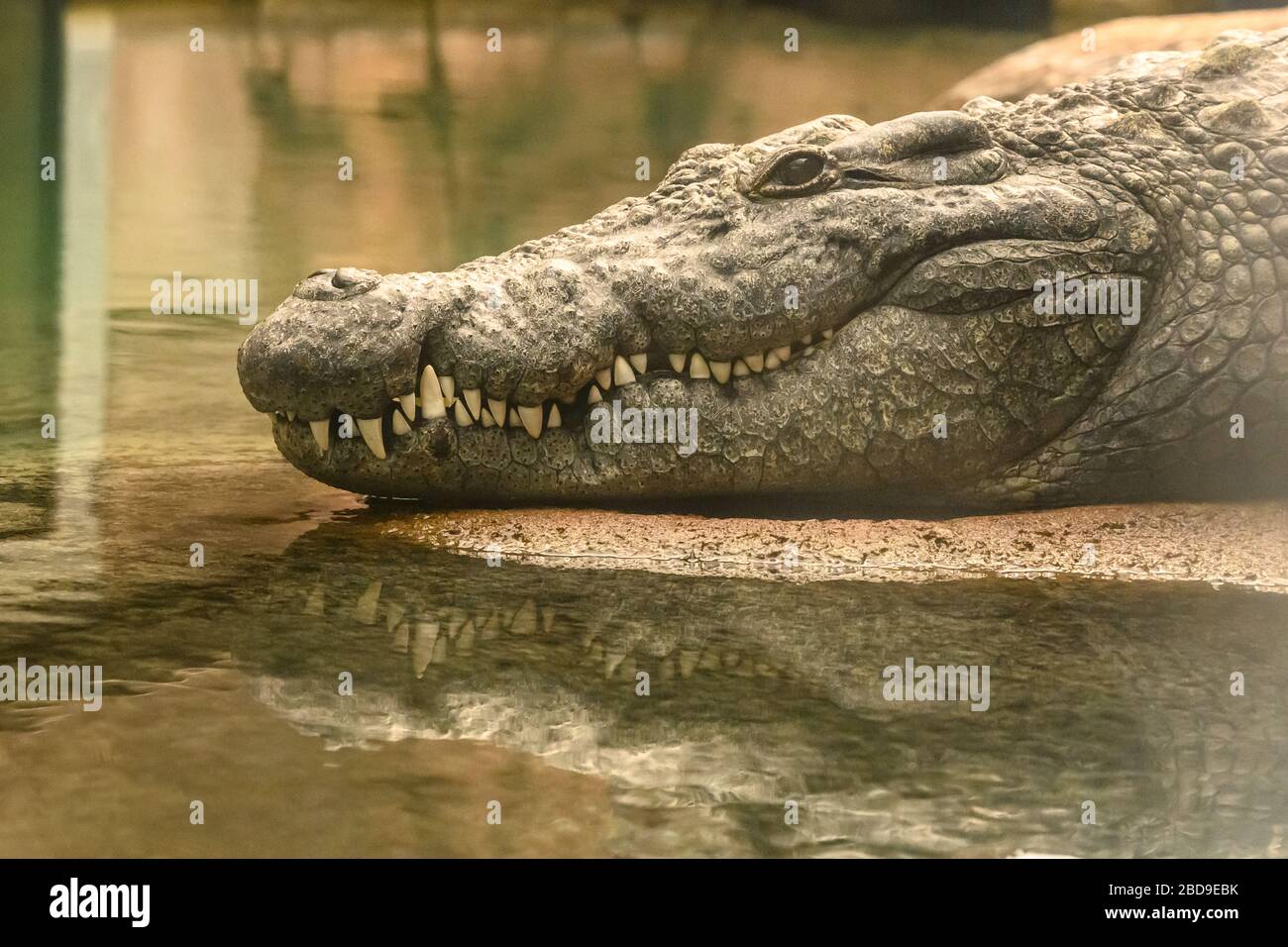 Alligator Teeth reflect in water of calm pond Stock Photo