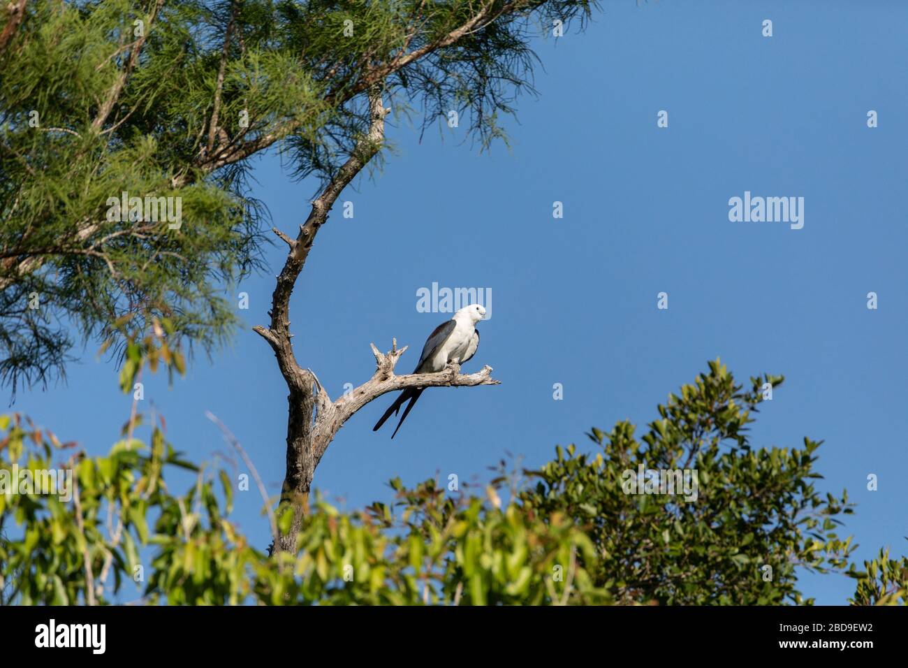 White and grey male swallowtailed kite Elanoides forficatus perches on