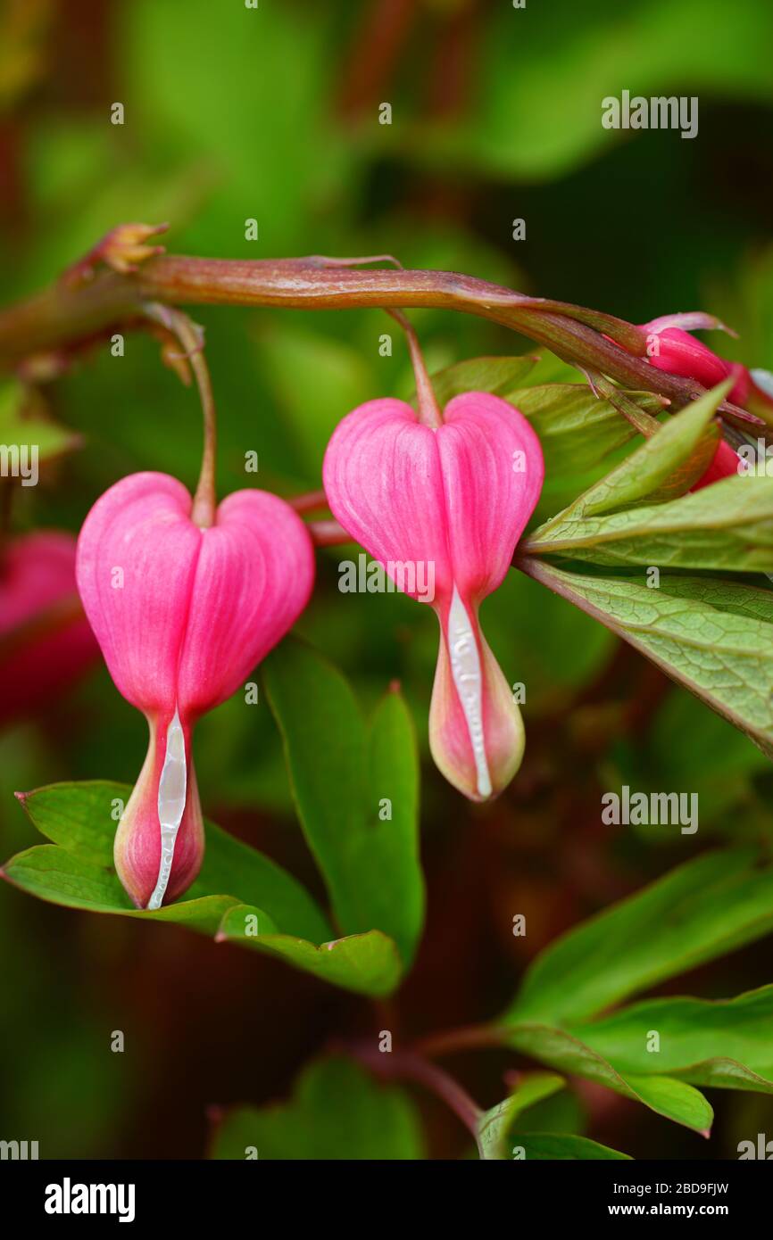 Heart Shaped Pink And White Flowers Of Dicentra Spectabilis Bleeding Heart Stock Photo Alamy